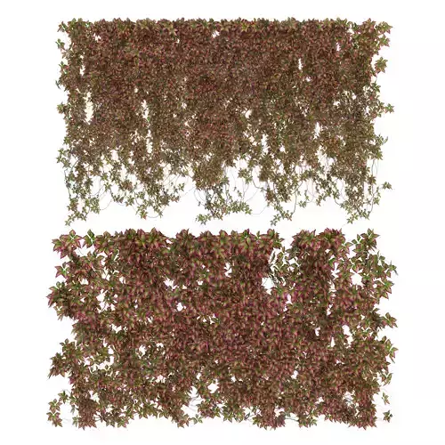 Wall of wild grapes leaves