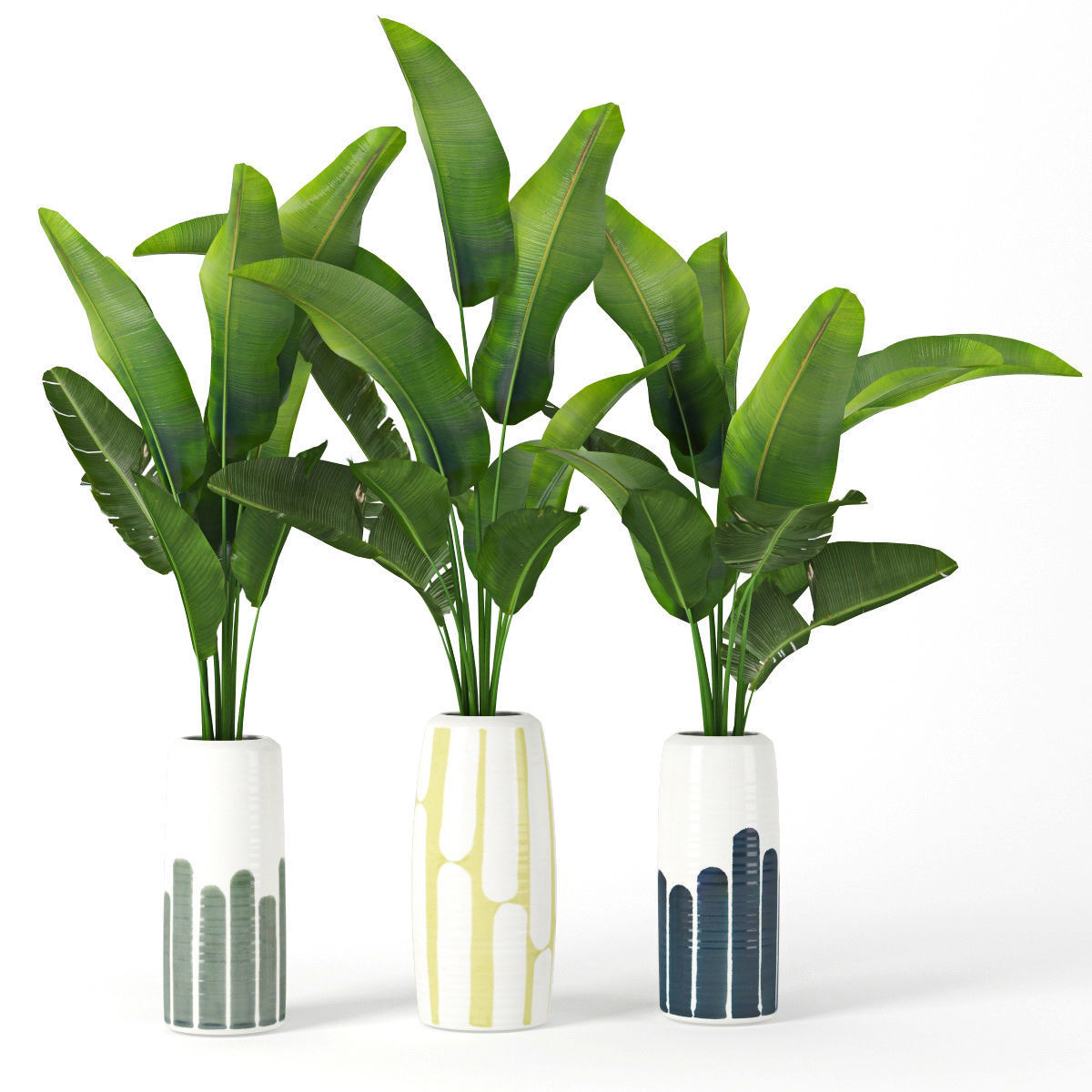 Banana palm 3D model_4