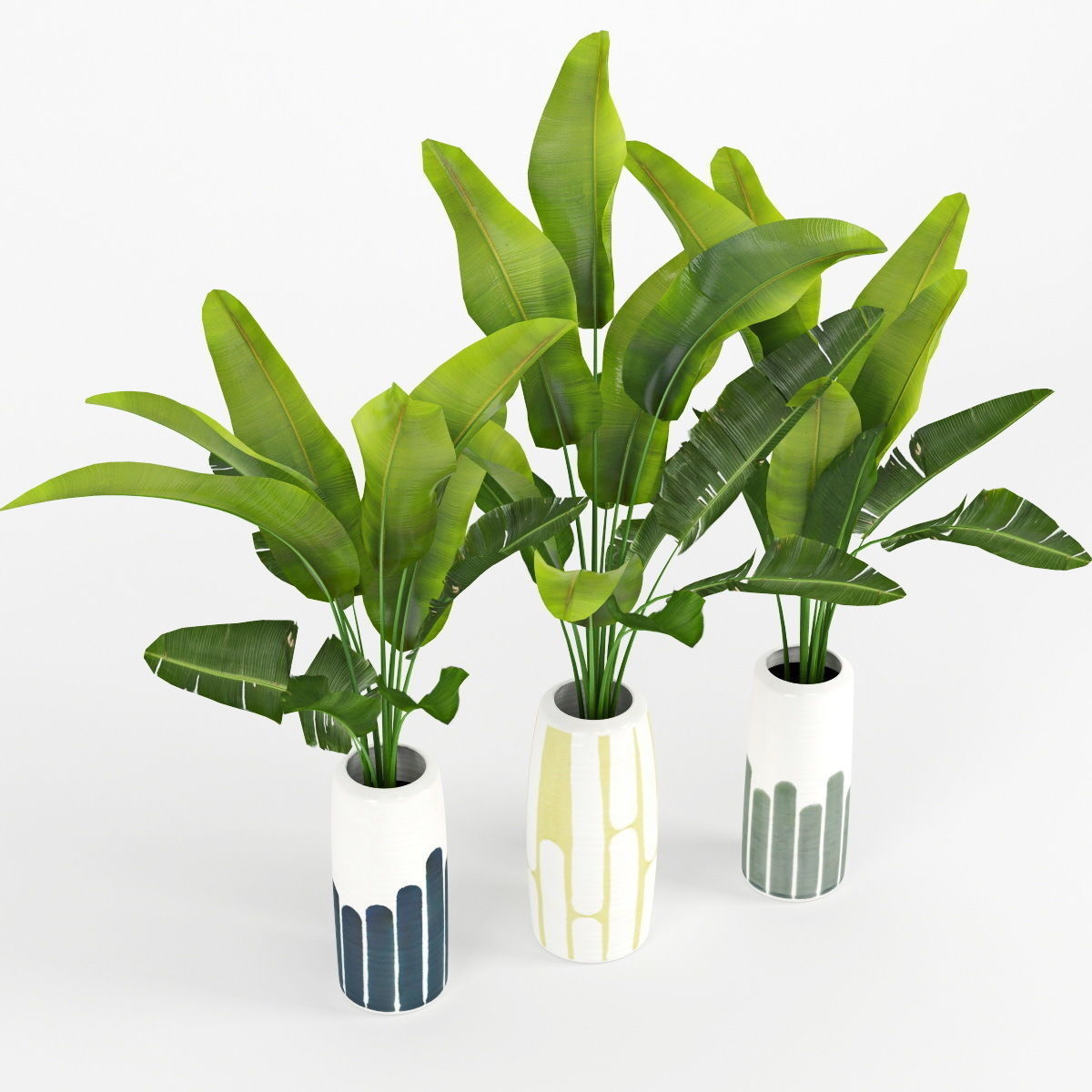 Banana palm 3D model_1