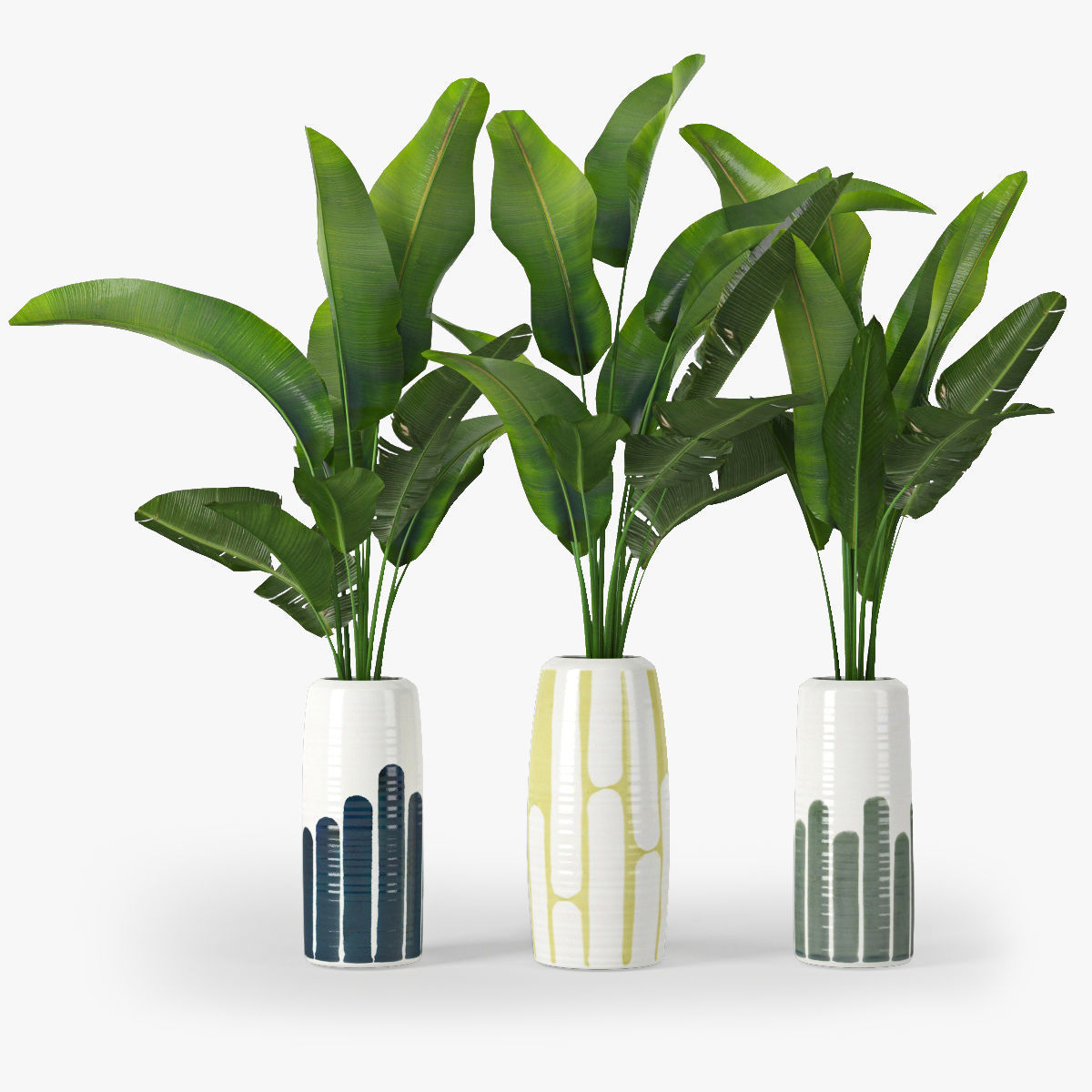 Banana palm 3D model_5