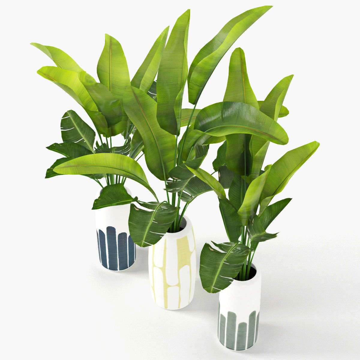 Banana palm 3D model_3