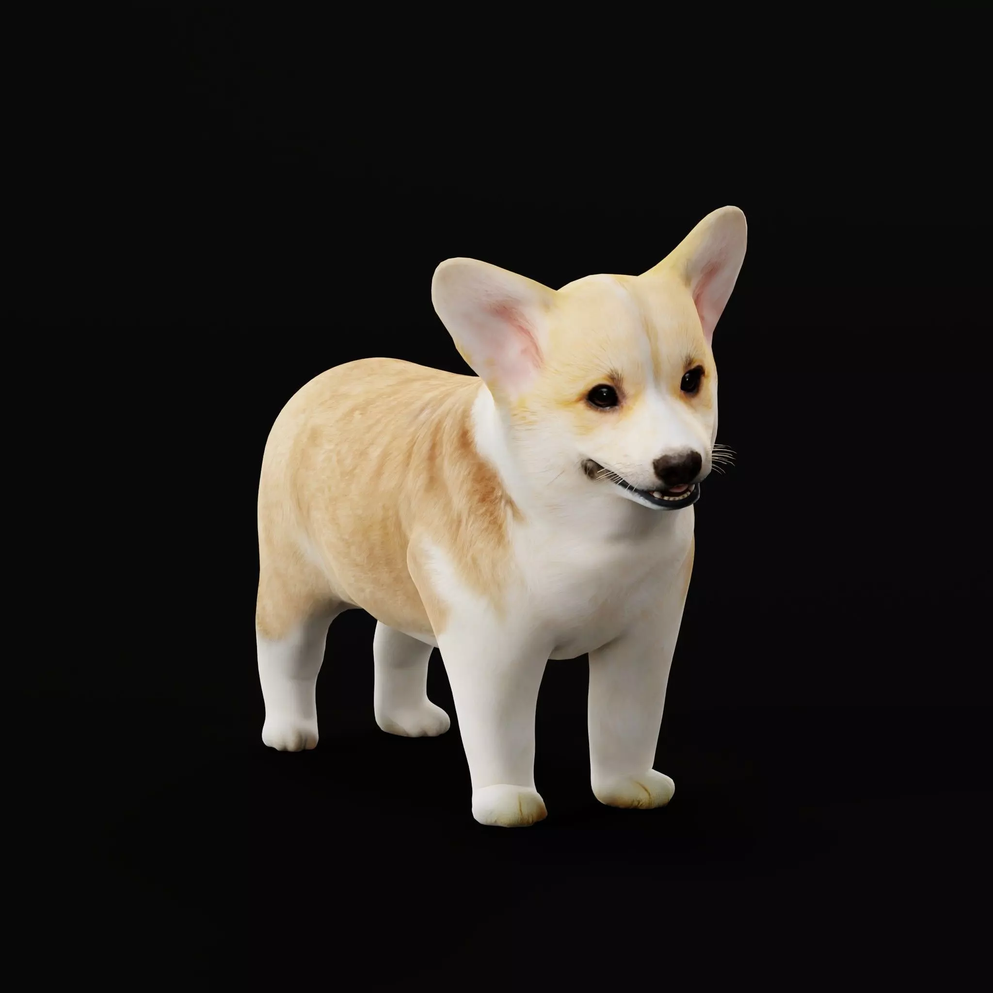 Pembroke Corgi Puppy Dog Low-poly 3D model_12