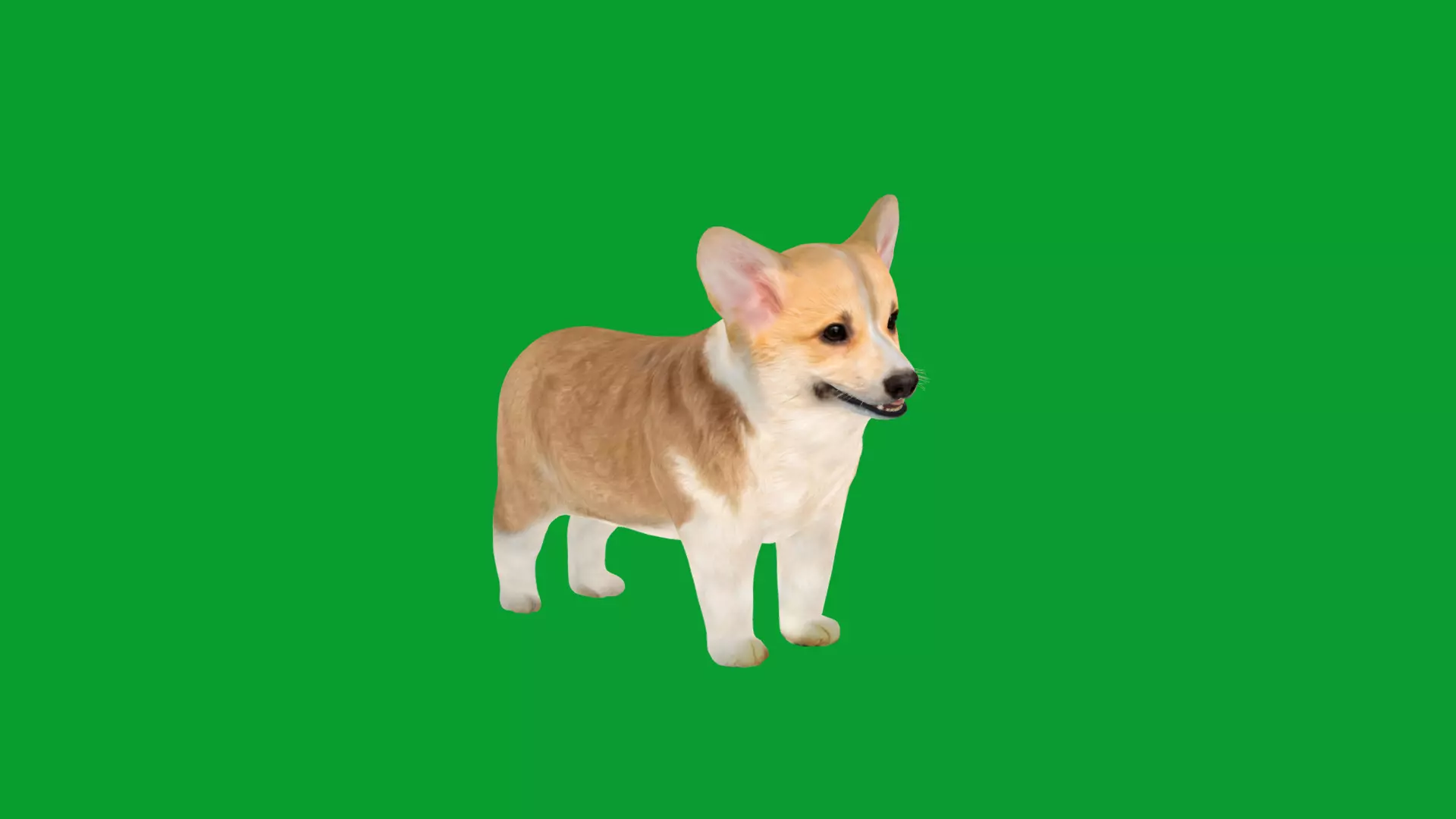 Pembroke Corgi Puppy Dog Low-poly 3D model_25