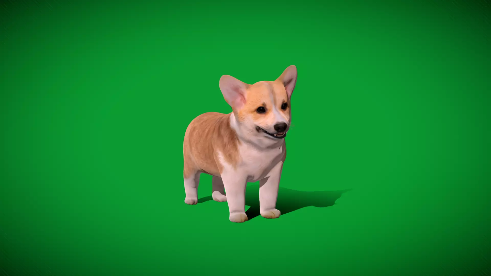 Pembroke Corgi Puppy Dog Low-poly 3D model_27