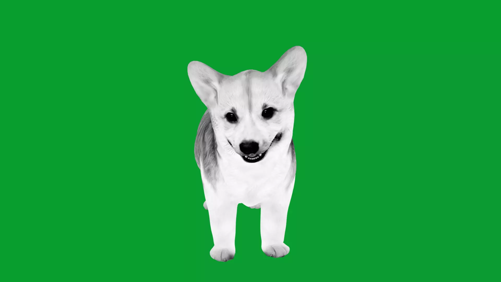 Pembroke Corgi Puppy Dog Low-poly 3D model_28