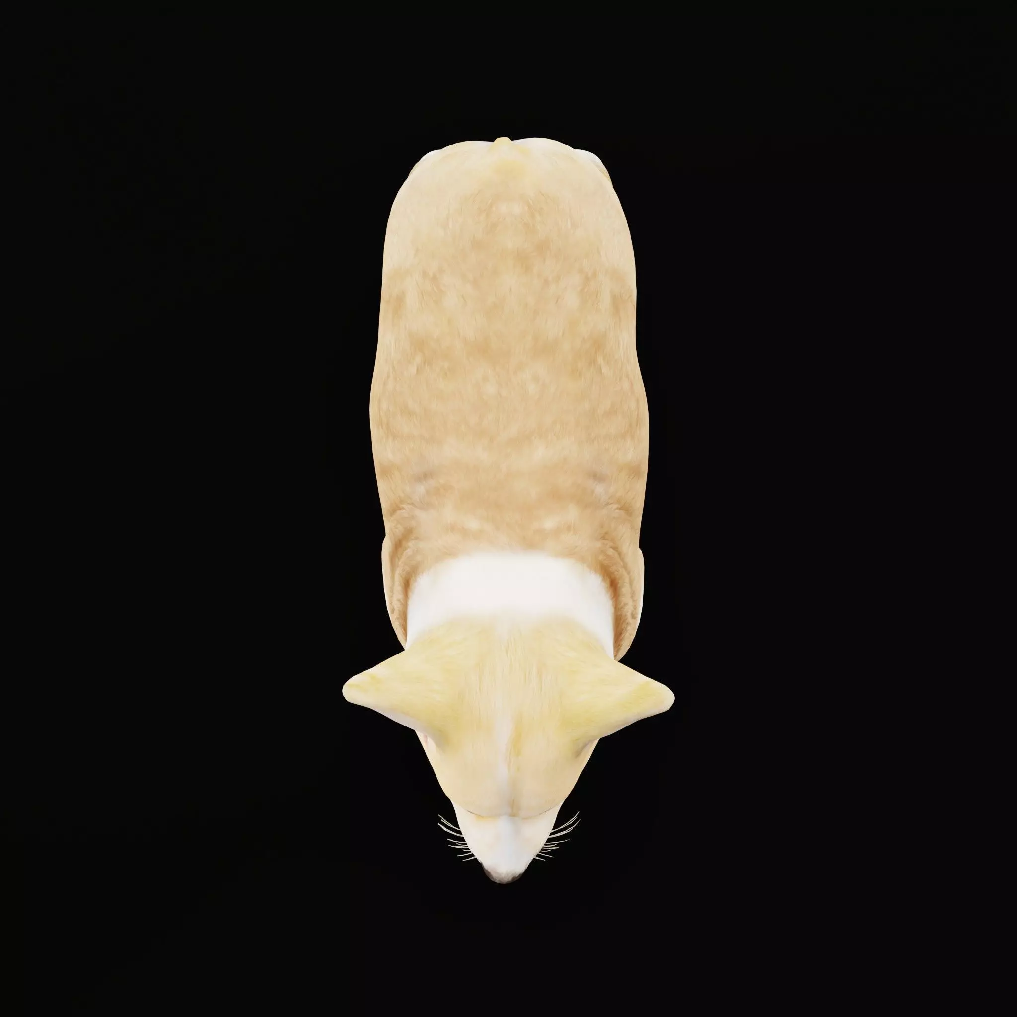 Pembroke Corgi Puppy Dog Low-poly 3D model_15