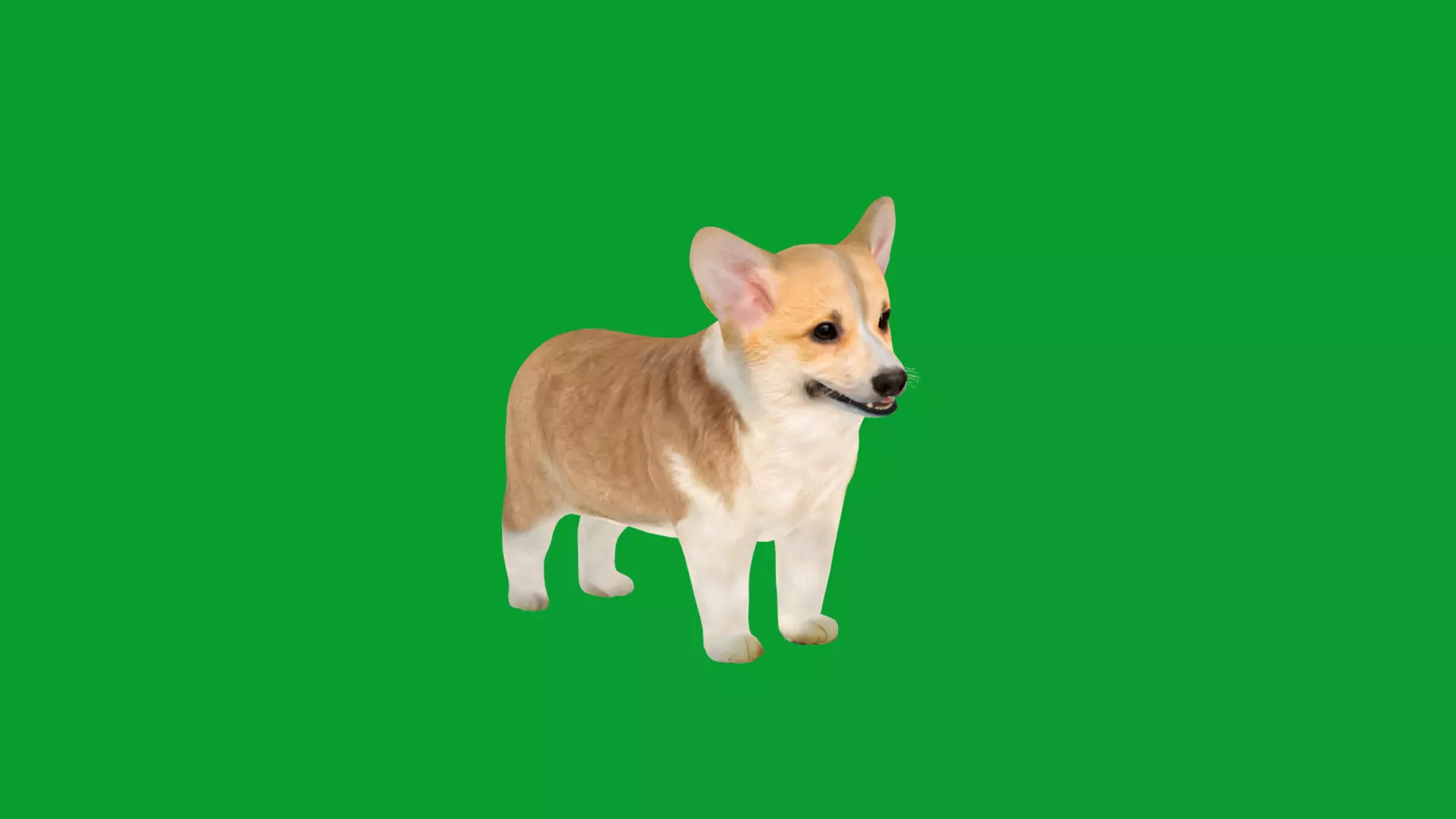 Pembroke Corgi Puppy Dog Low-poly 3D model_17