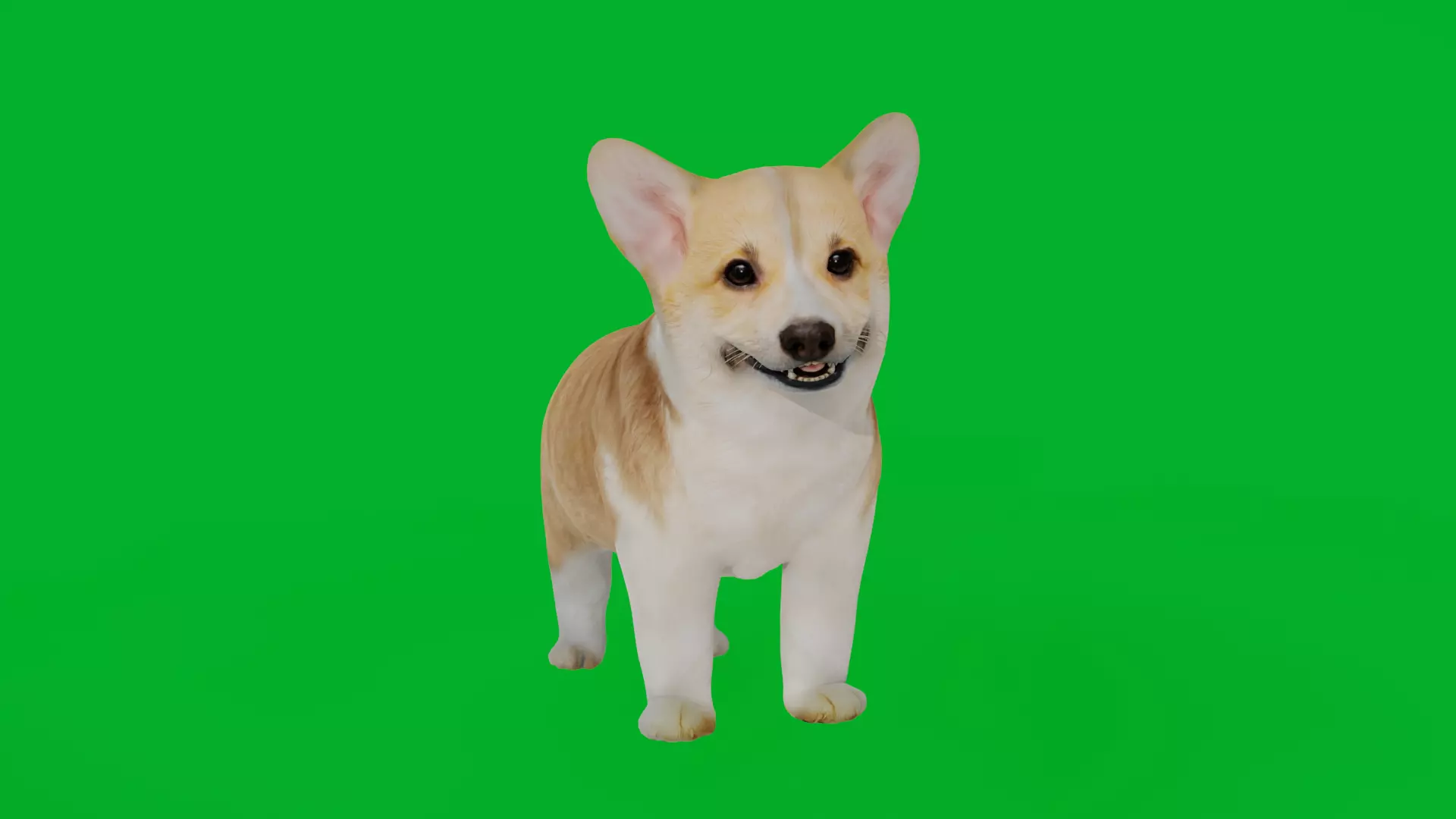 Pembroke Corgi Puppy Dog Low-poly 3D model_5