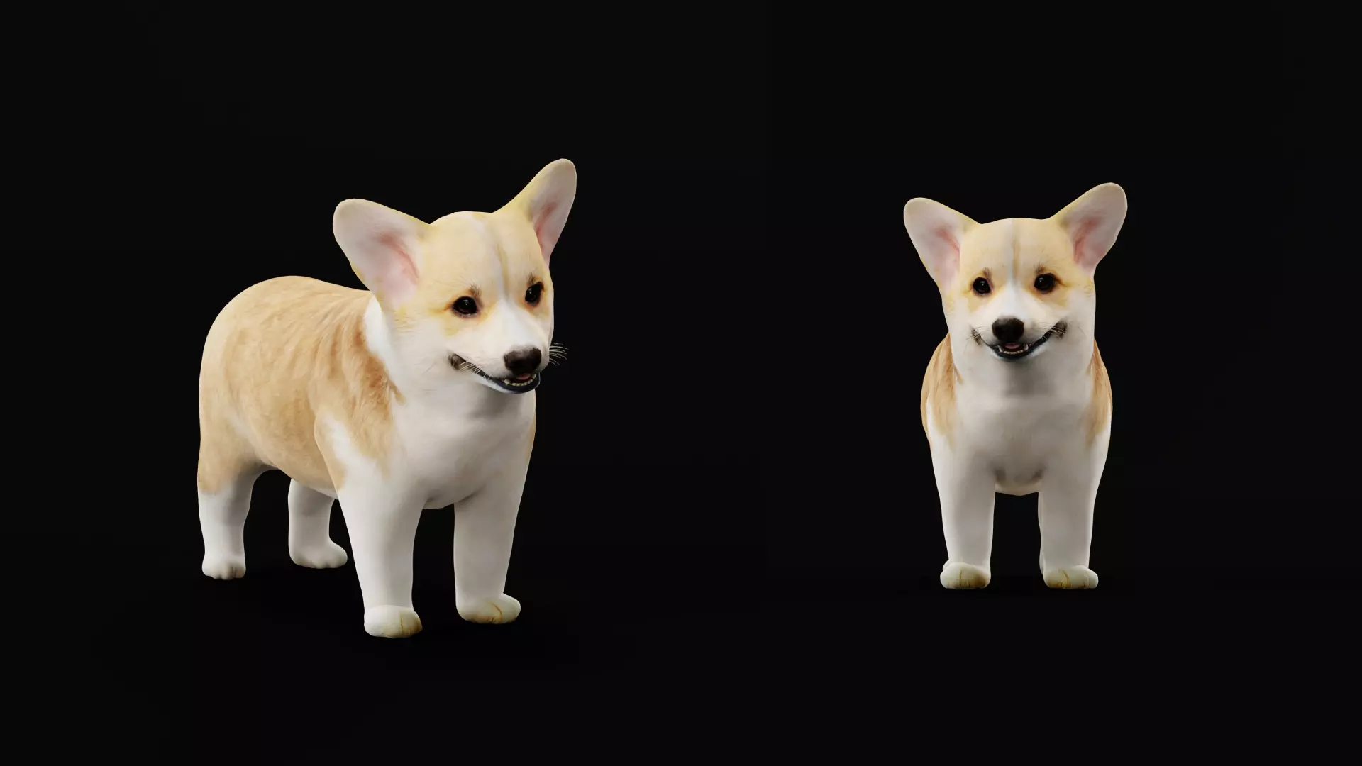 Pembroke Corgi Puppy Dog Low-poly 3D model_19