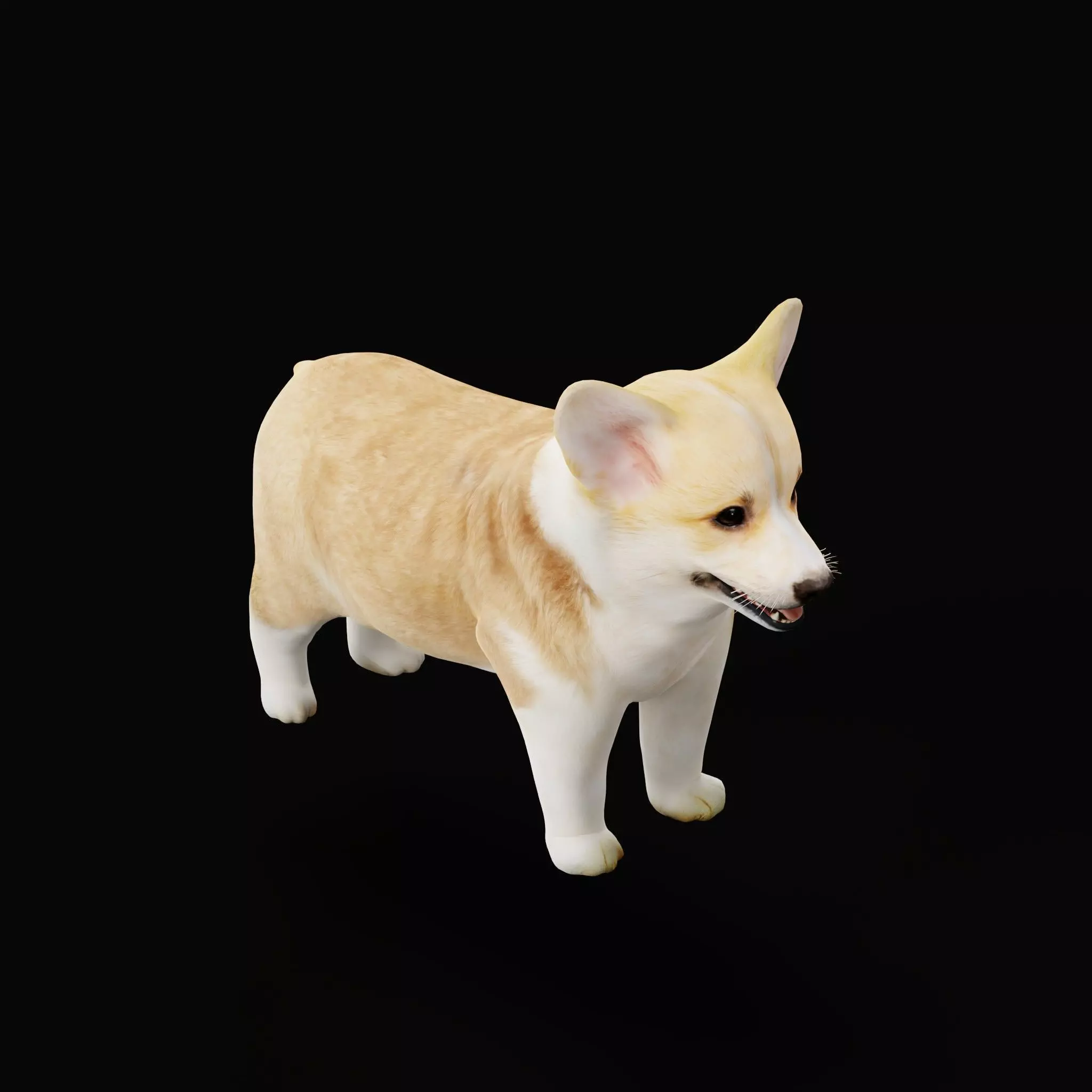 Pembroke Corgi Puppy Dog Low-poly 3D model_14