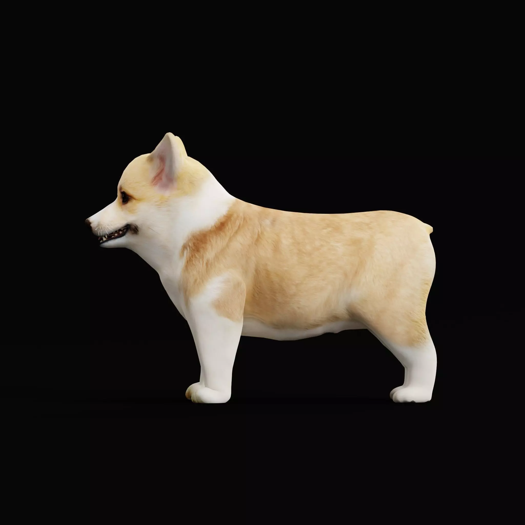 Pembroke Corgi Puppy Dog Low-poly 3D model_10