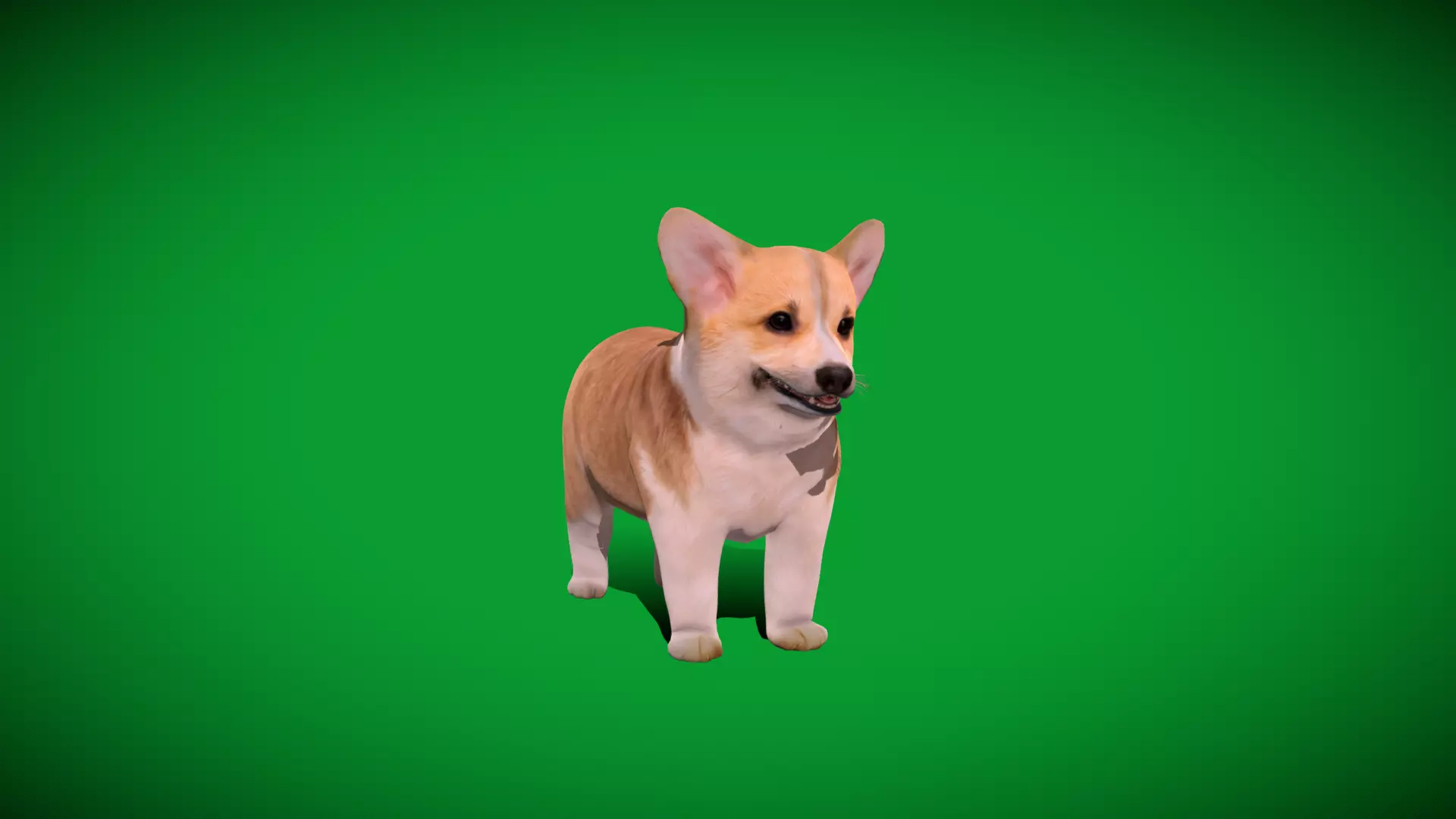 Pembroke Corgi Puppy Dog Low-poly 3D model_29