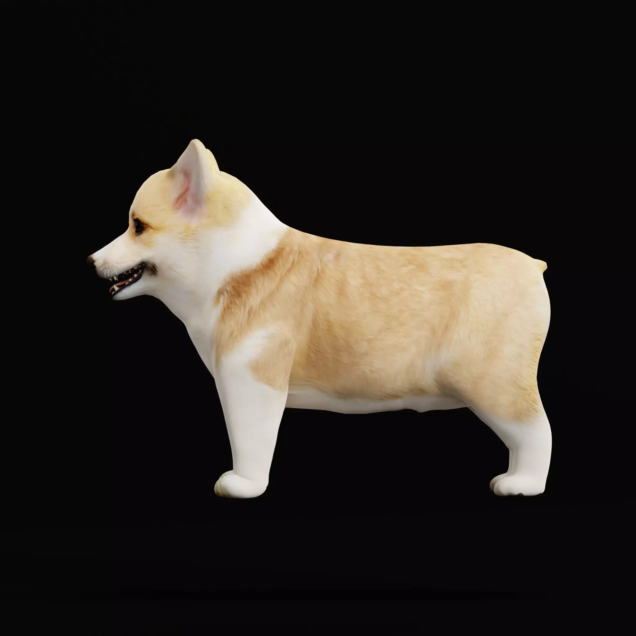 Pembroke Corgi Puppy Dog Low-poly 3D model_16