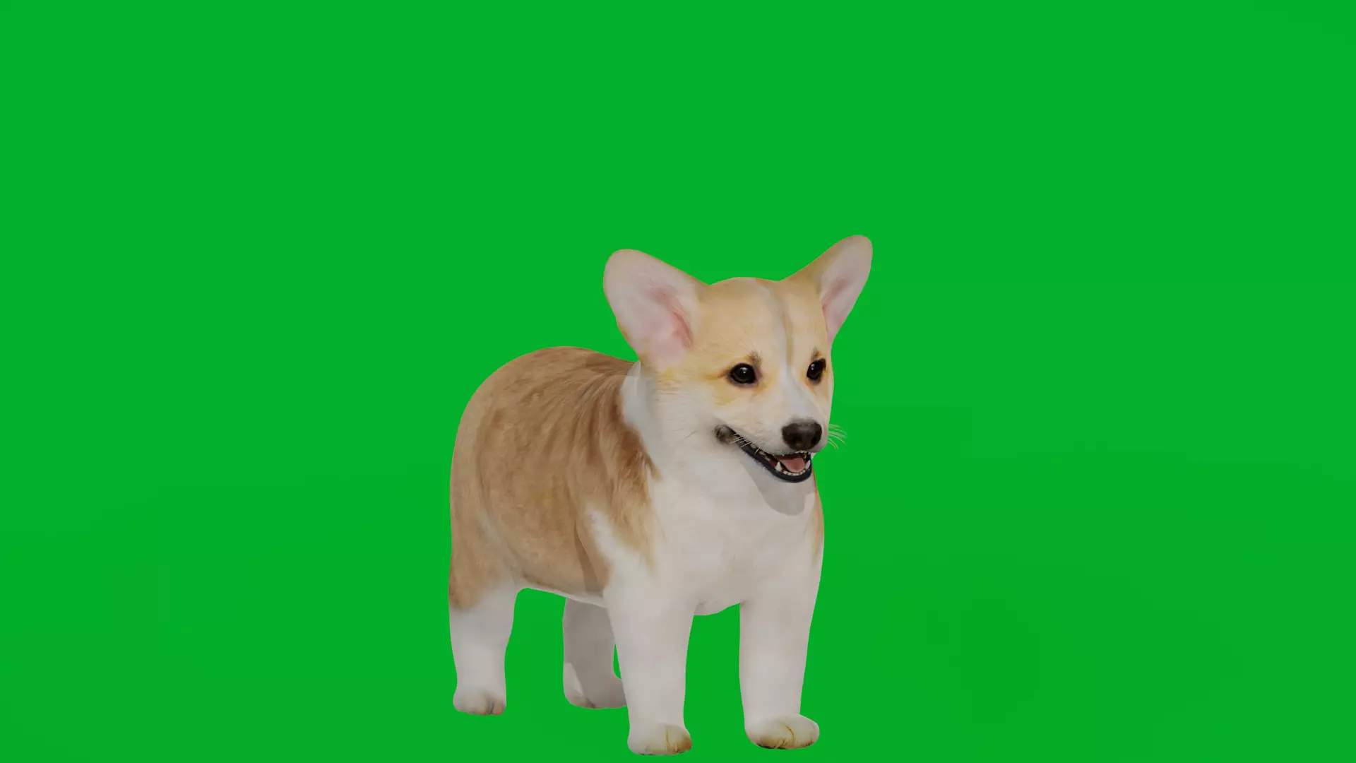 Pembroke Corgi Puppy Dog Low-poly 3D model_3