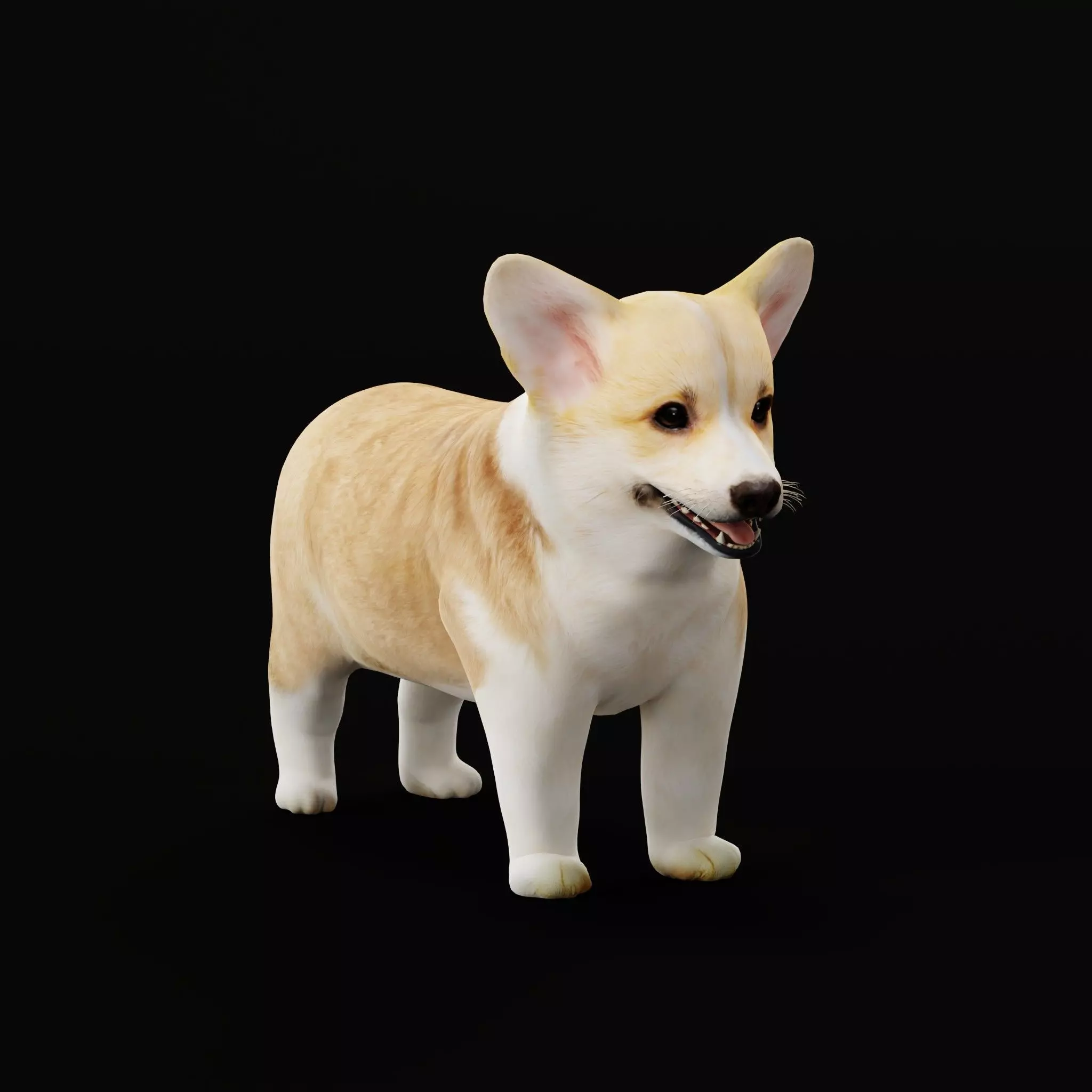 Pembroke Corgi Puppy Dog Low-poly 3D model_13