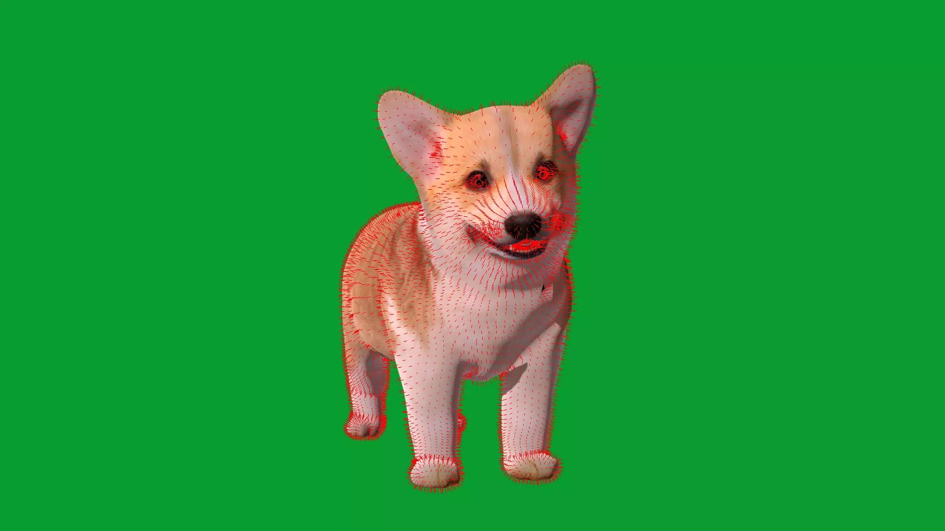 Pembroke Corgi Puppy Dog Low-poly 3D model_40