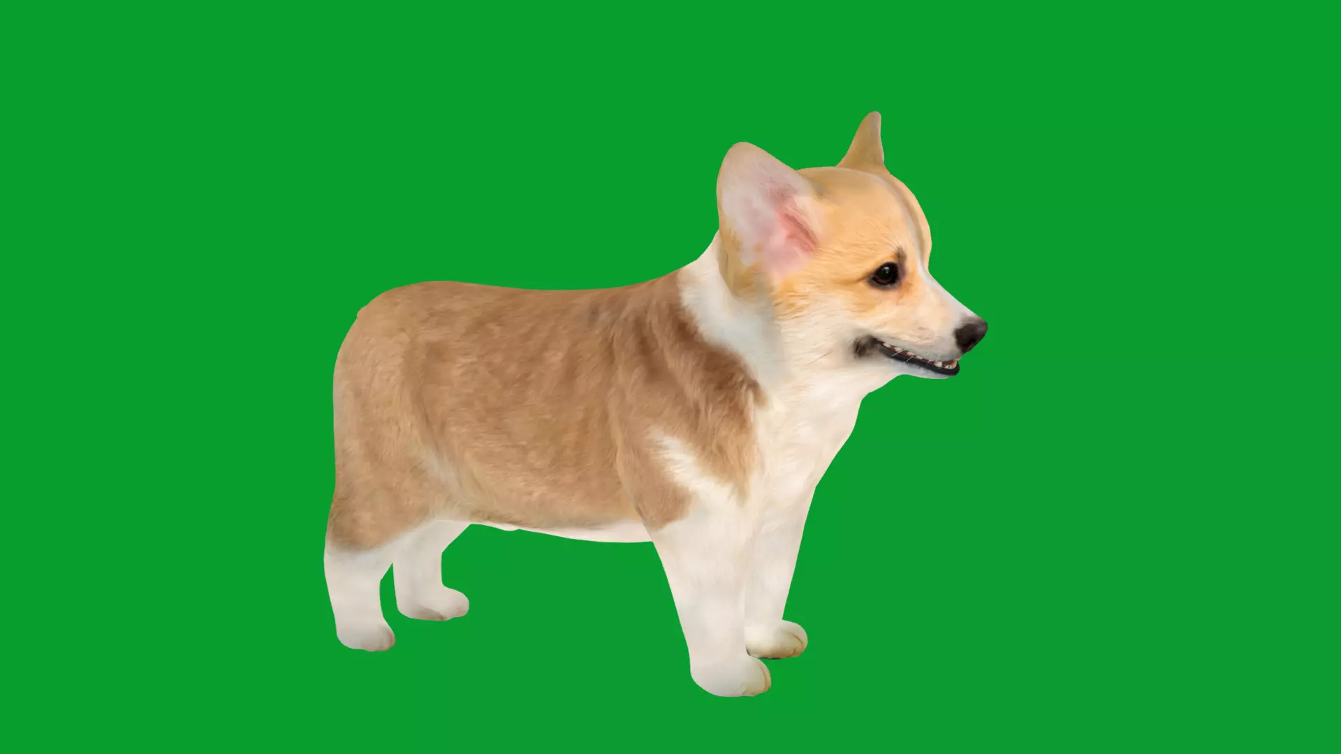 Pembroke Corgi Puppy Dog Low-poly 3D model_41