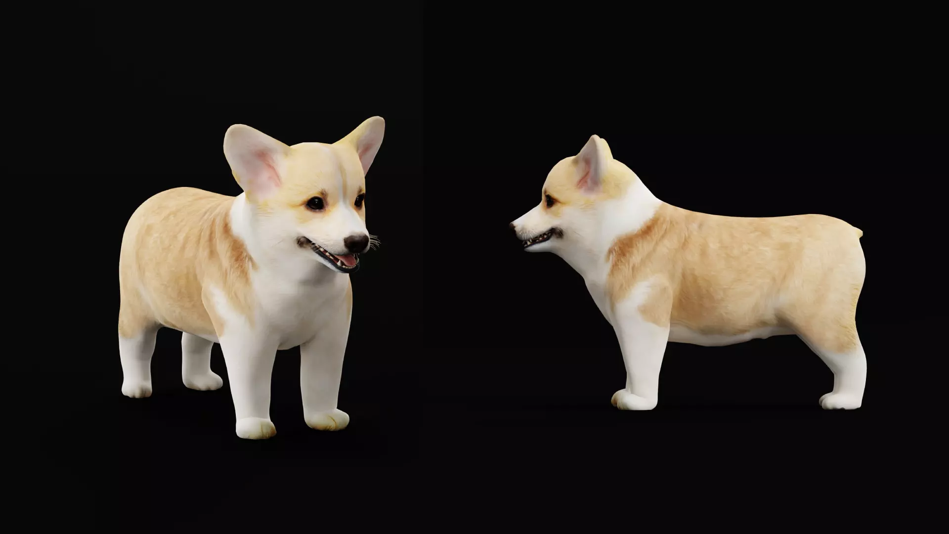 Pembroke Corgi Puppy Dog Low-poly 3D model_39