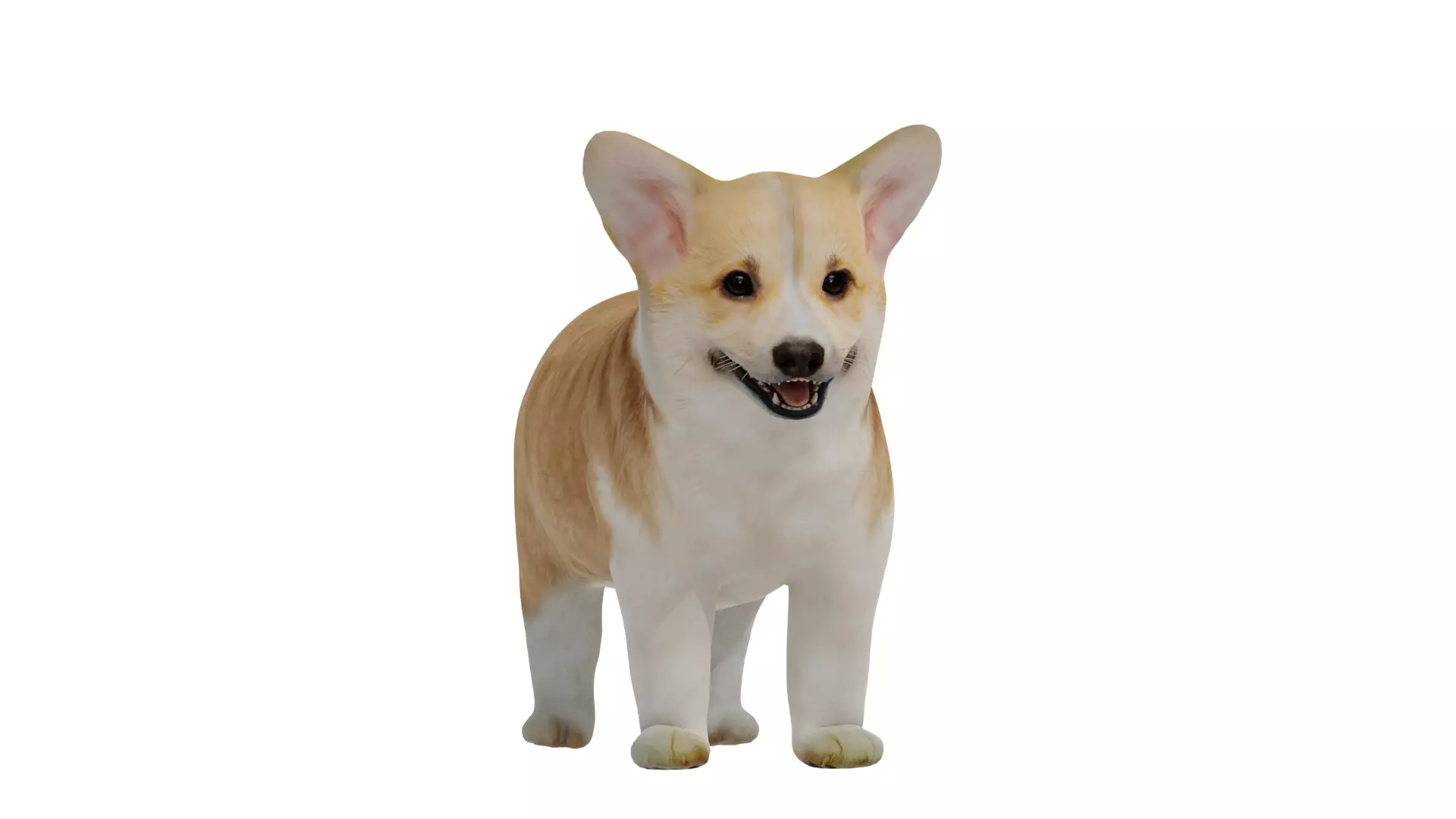 Pembroke Corgi Puppy Dog Low-poly 3D model_9