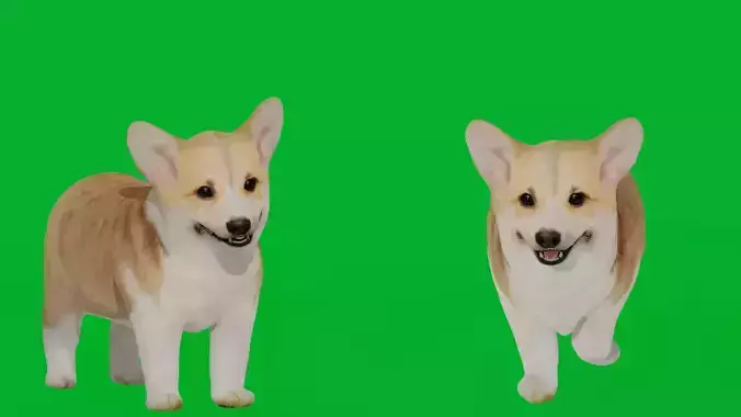 Pembroke Corgi Puppy Dog