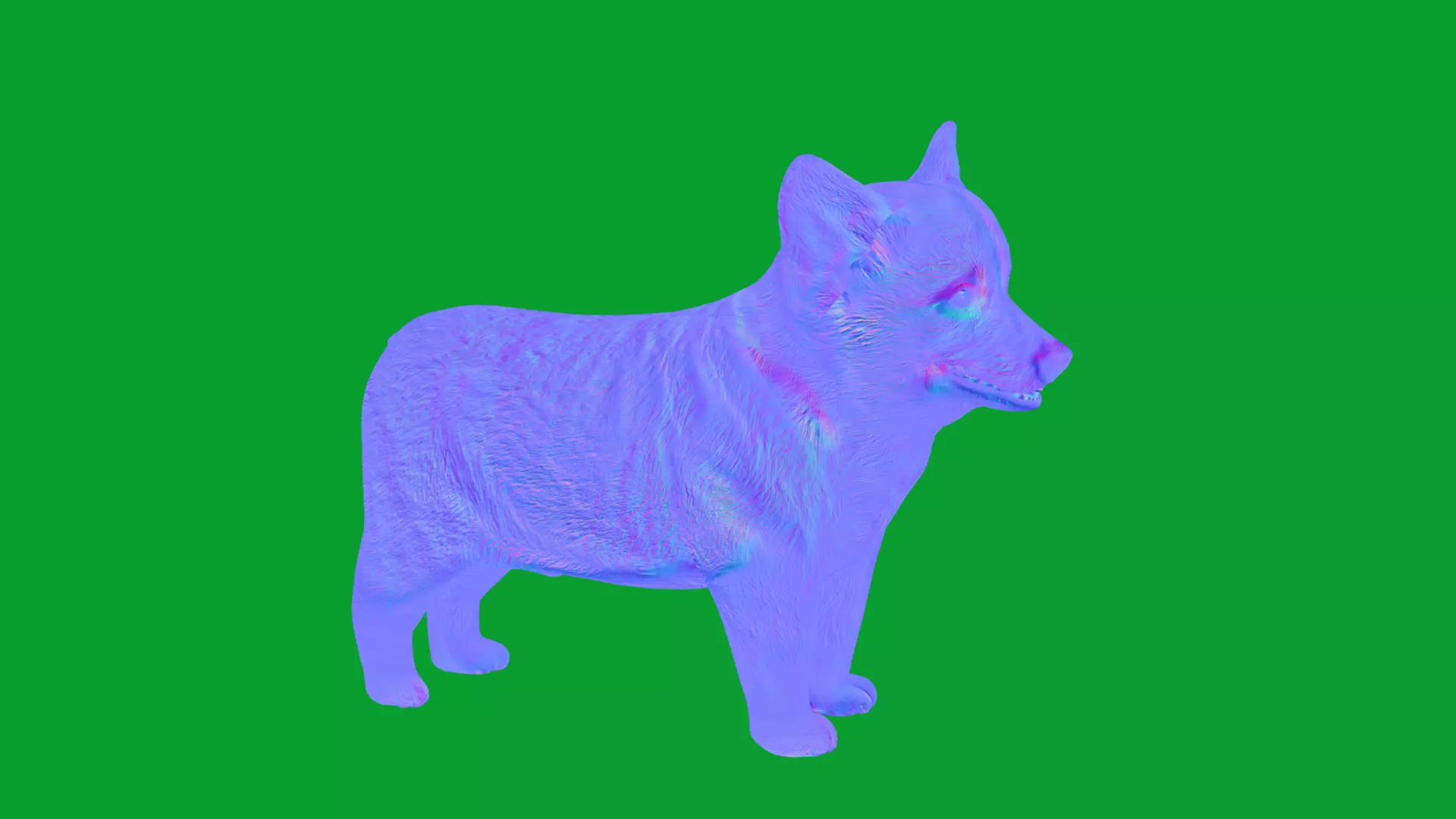 Pembroke Corgi Puppy Dog Low-poly 3D model_42