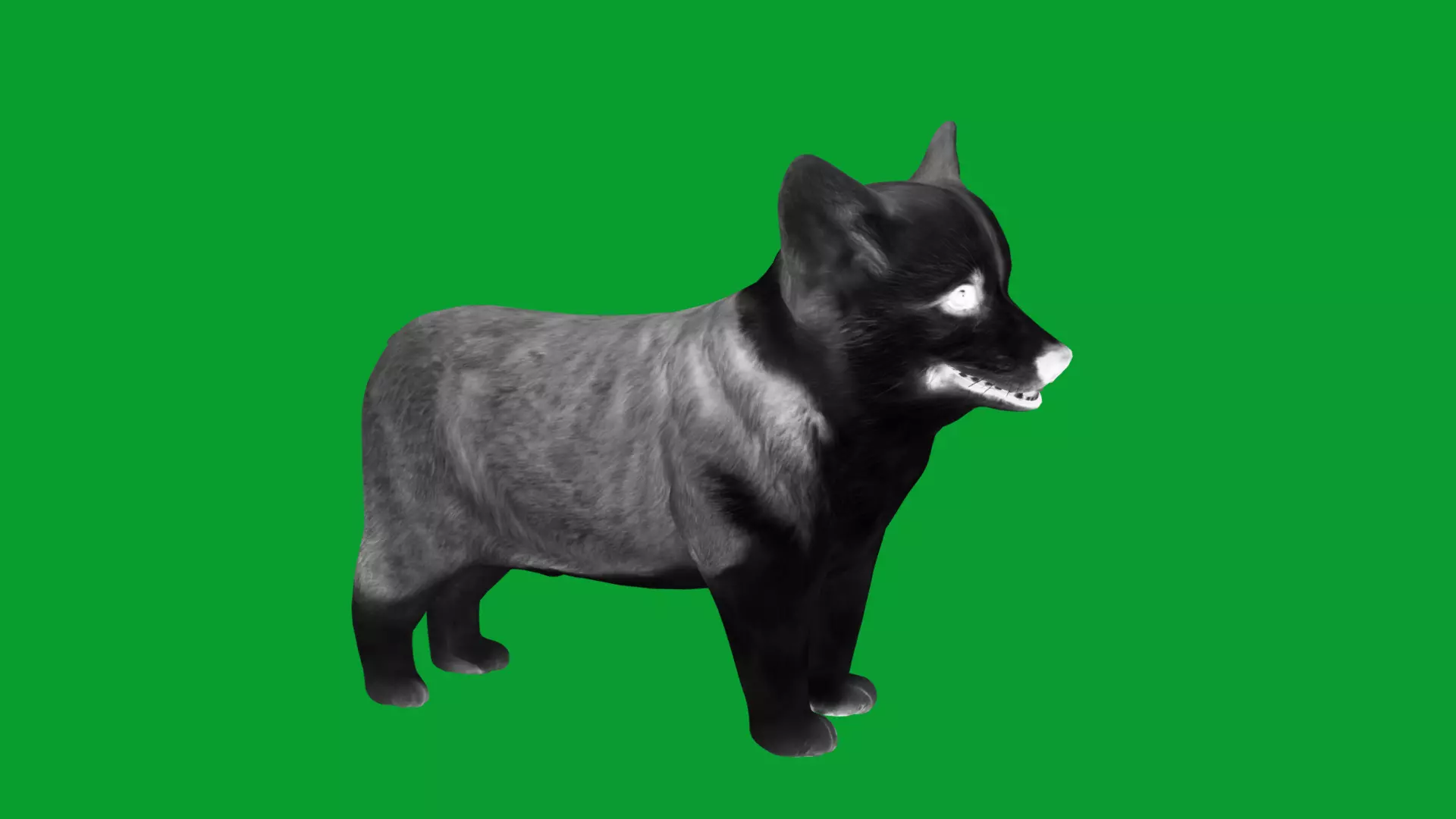 Pembroke Corgi Puppy Dog Low-poly 3D model_21