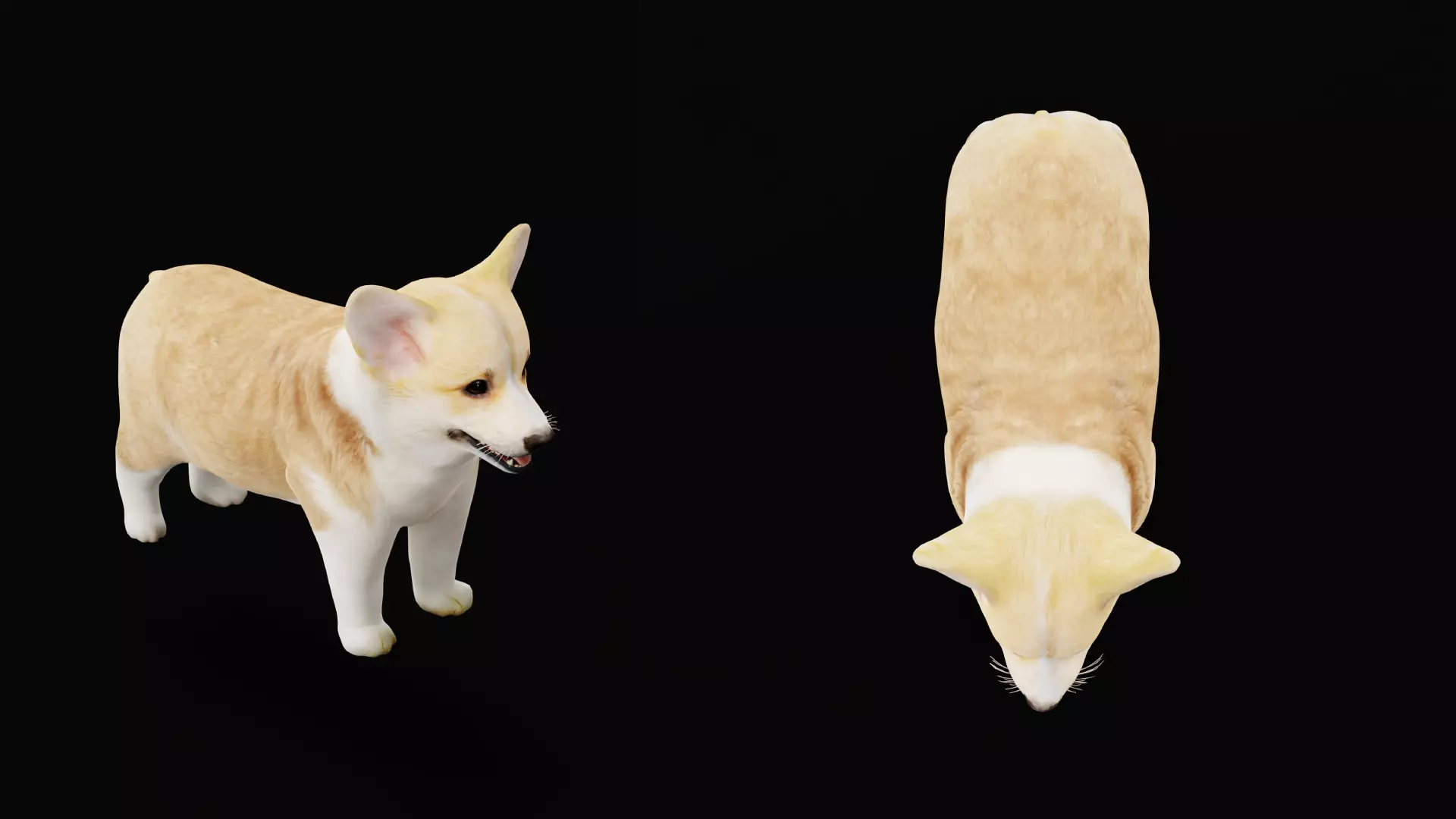 Pembroke Corgi Puppy Dog Low-poly 3D model_20