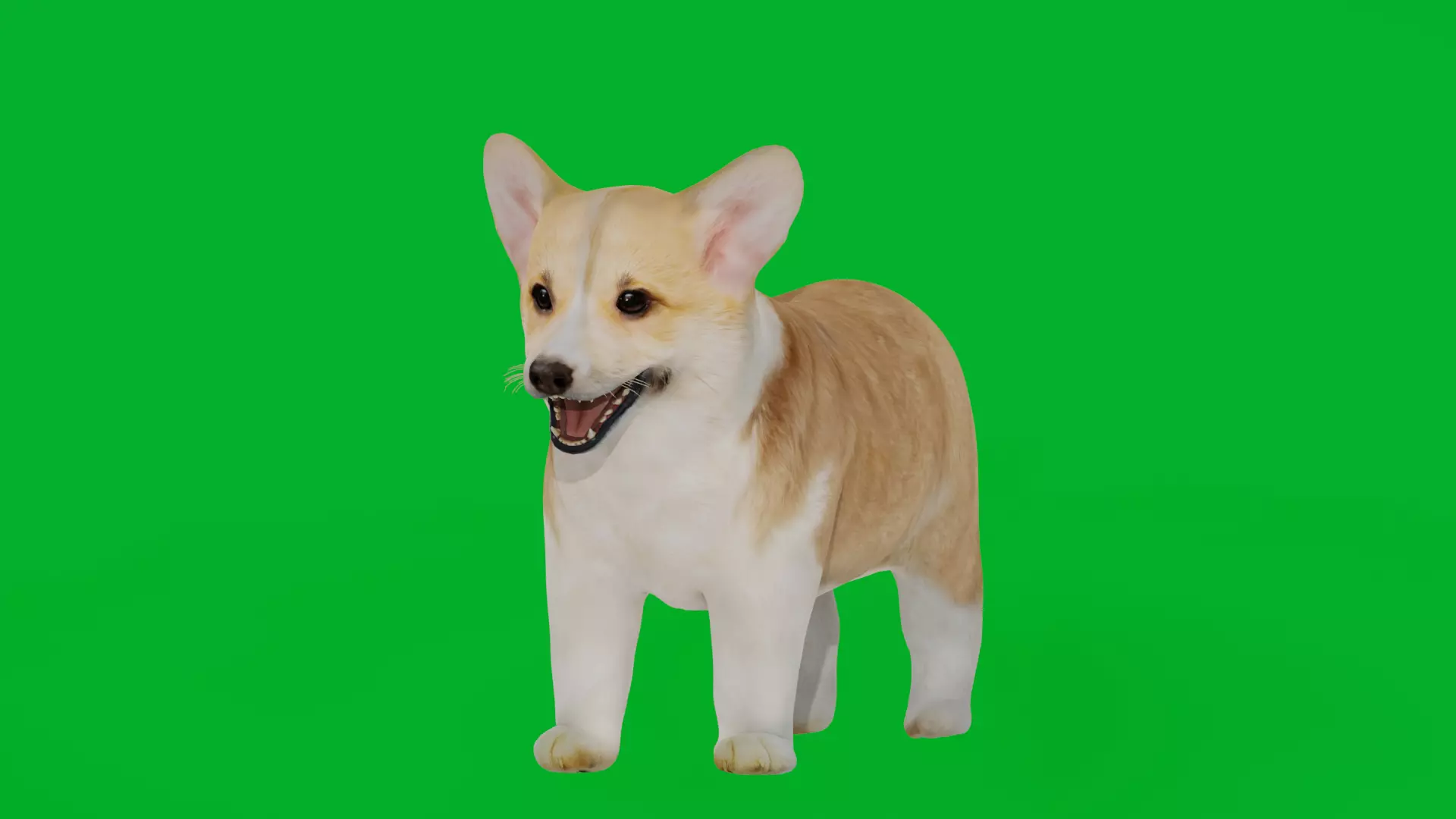 Pembroke Corgi Puppy Dog Low-poly 3D model_7