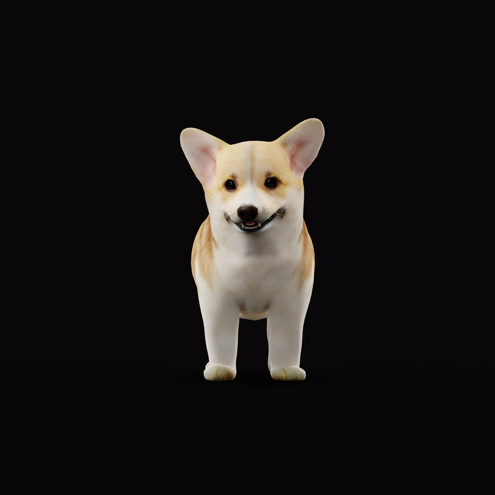 Pembroke Corgi Puppy Dog Low-poly 3D model_11