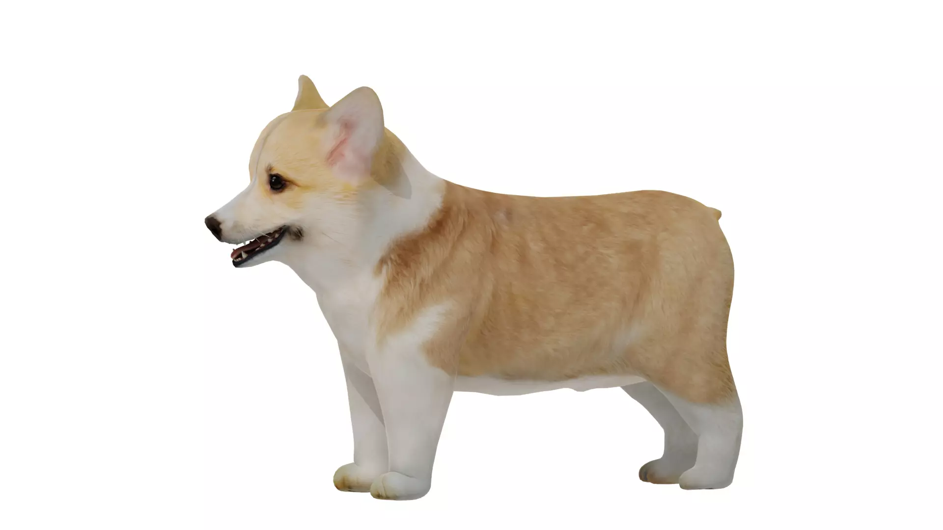 Pembroke Corgi Puppy Dog Low-poly 3D model_8