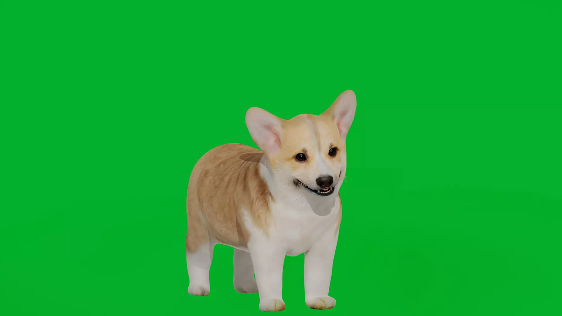 Pembroke Corgi Puppy Dog Low-poly 3D model_4