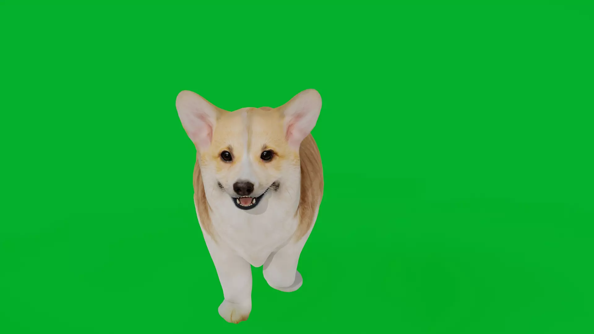 Pembroke Corgi Puppy Dog Low-poly 3D model_6
