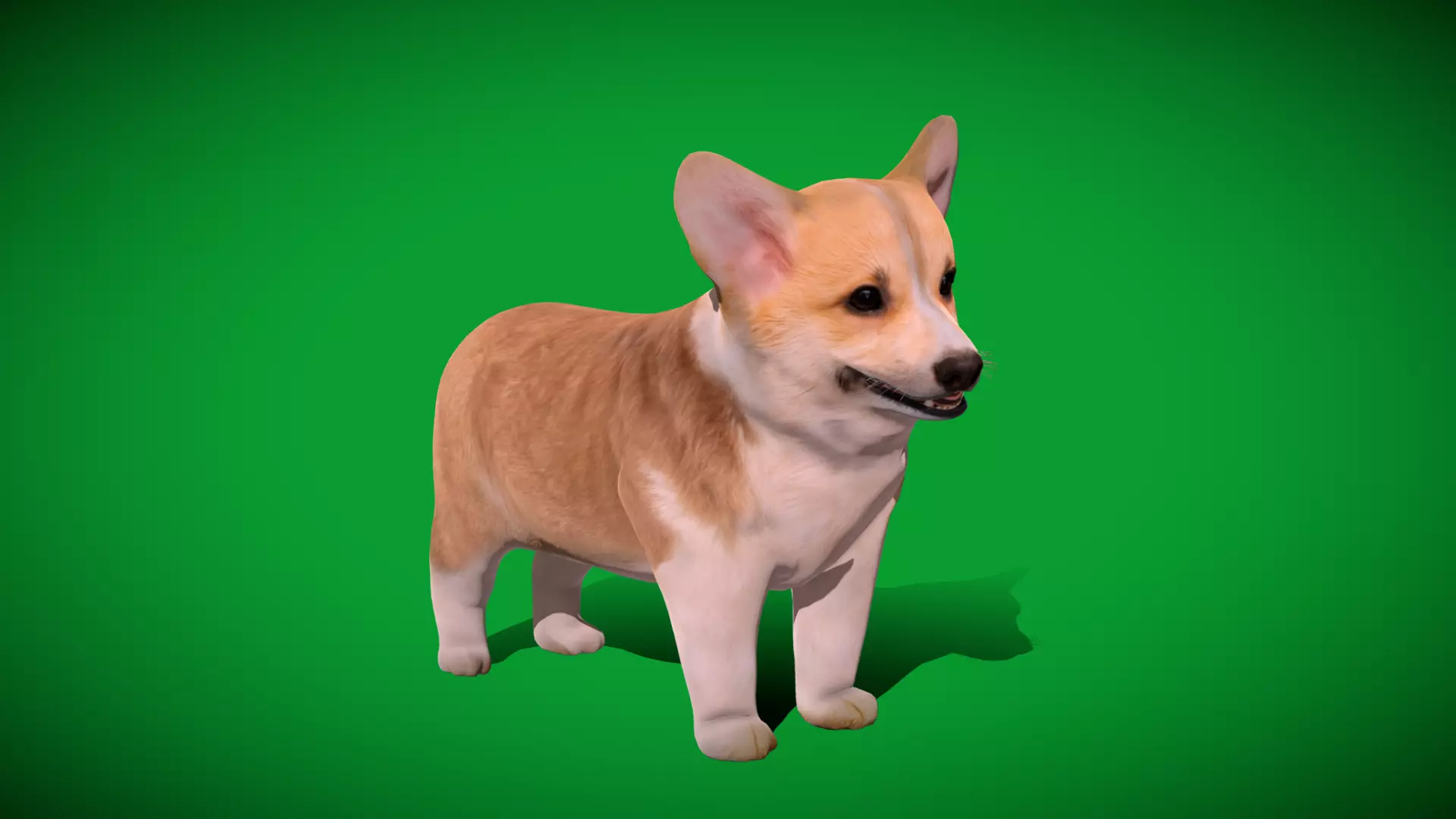 Pembroke Corgi Puppy Dog Low-poly 3D model_44