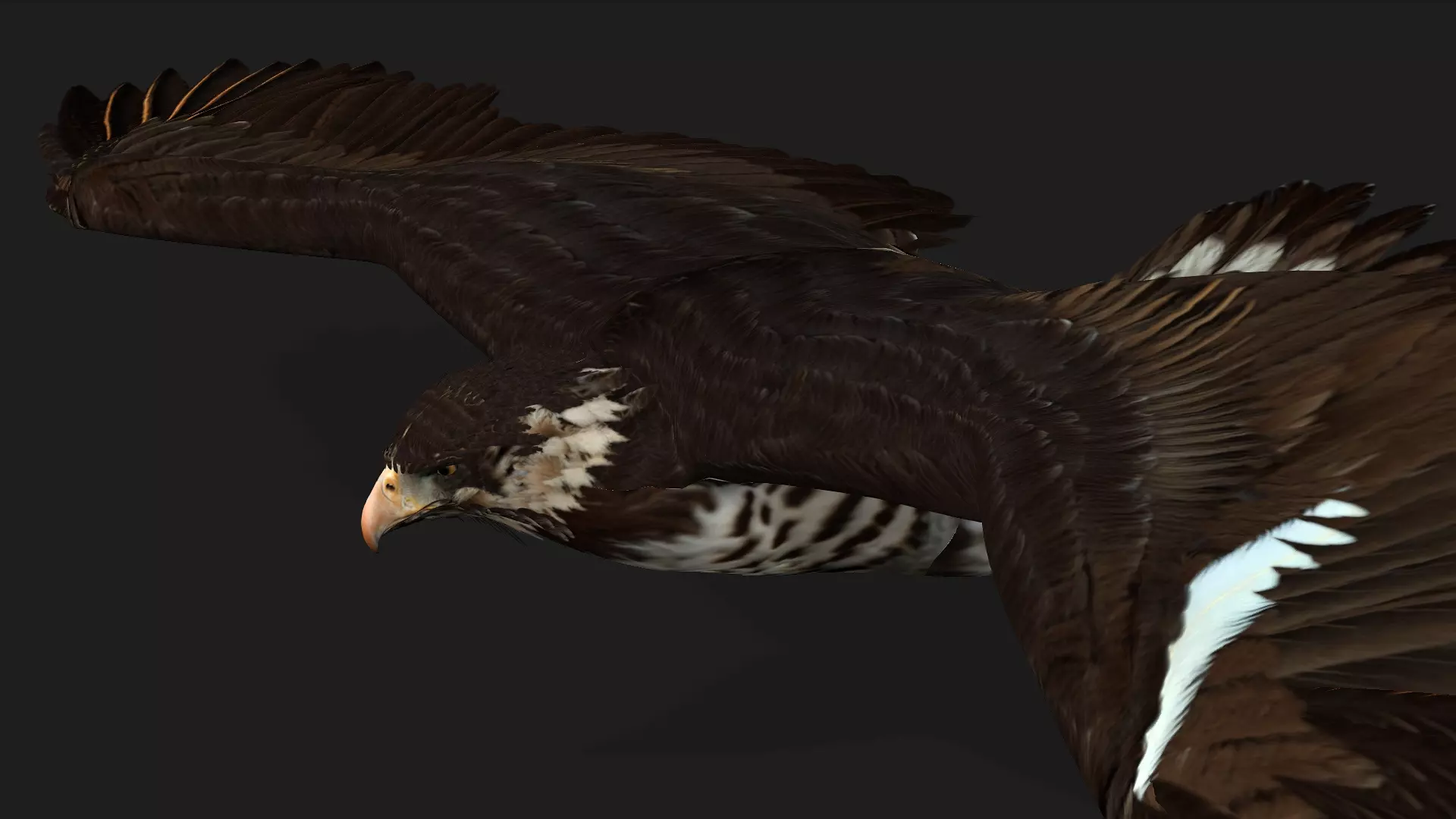 Eagle V1E Free 3D model_2