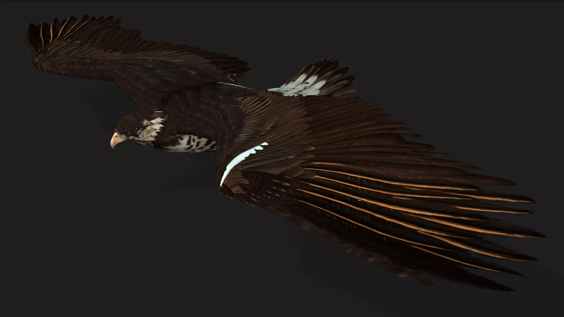 Eagle V1E Free 3D model_1