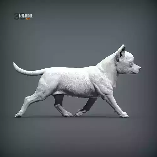 Chihuahua is running