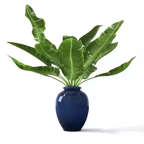 Tropical pot plant