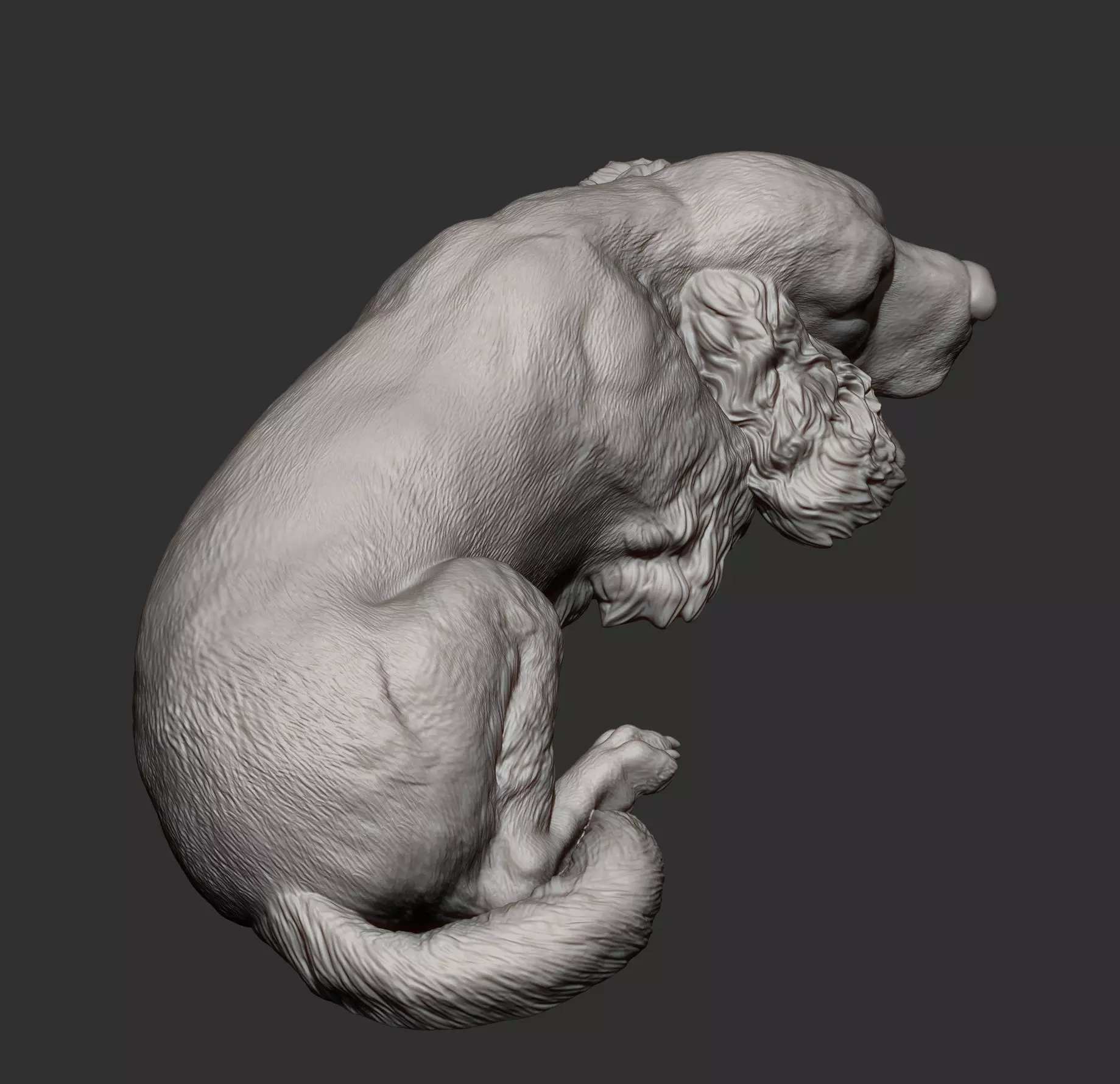 English Cocker Spaniel sleeping 3D print model_9