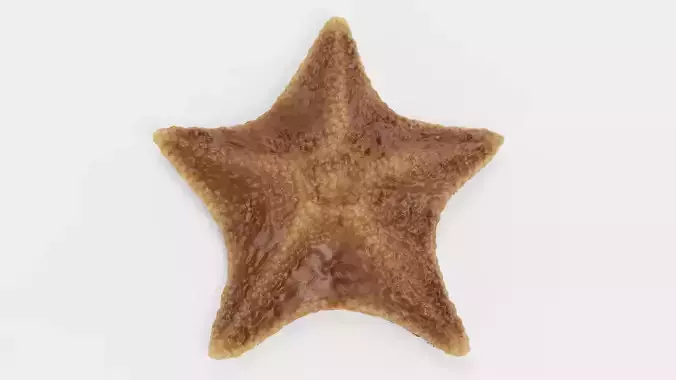 Bat Starfish - Brown Patiria Miniata Sea Star