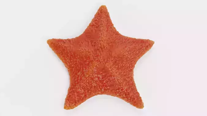 -Bat Starfish - Red-