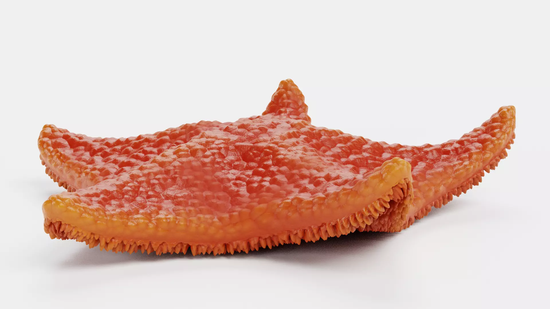 -Bat Starfish Red Rigged- 3D model_1