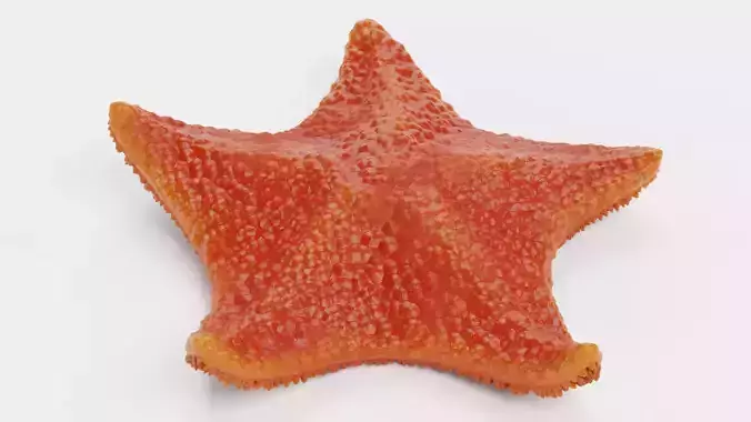 -Bat Starfish Red Rigged-