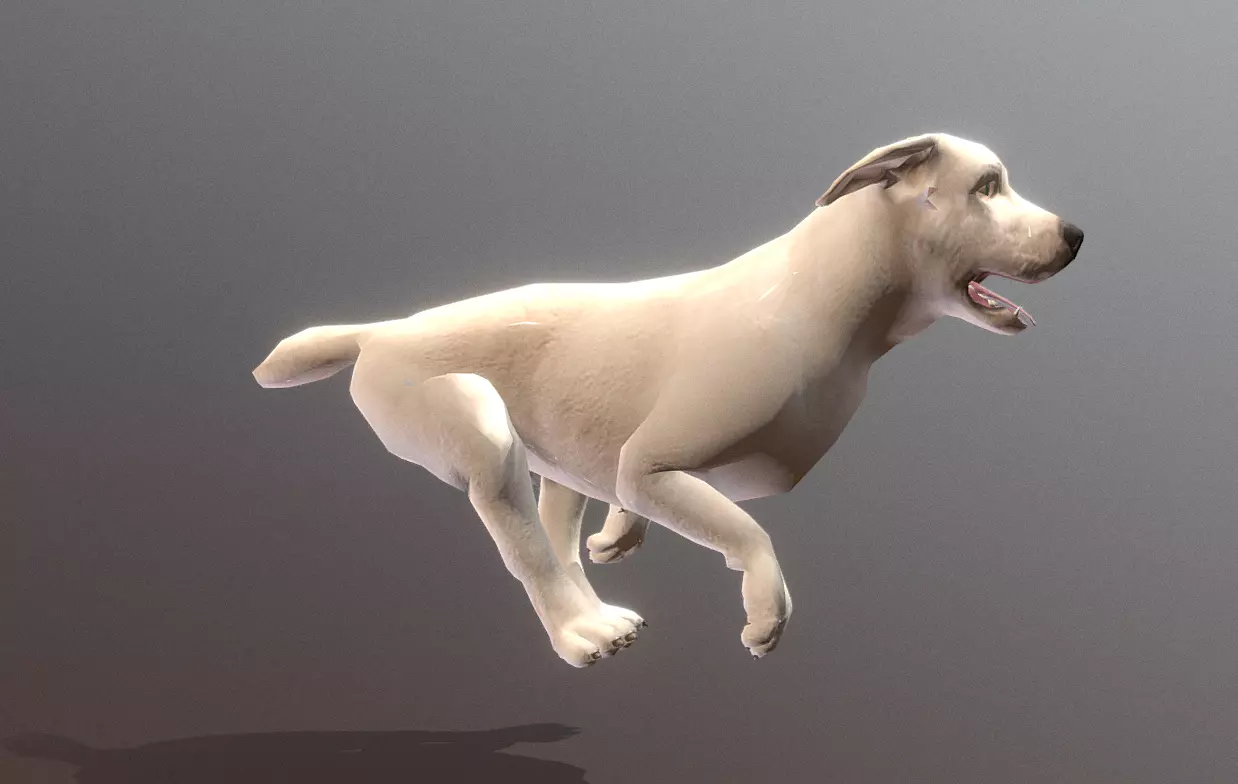 LABRADOR DOG RUN Fbx Pbr Animated 3D model_1