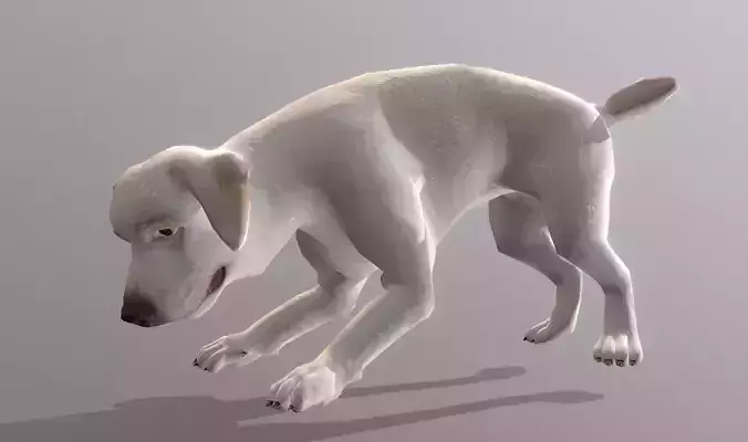 LABRADOR CHILL DOG SCRACHING Fbx Pbr  Animated