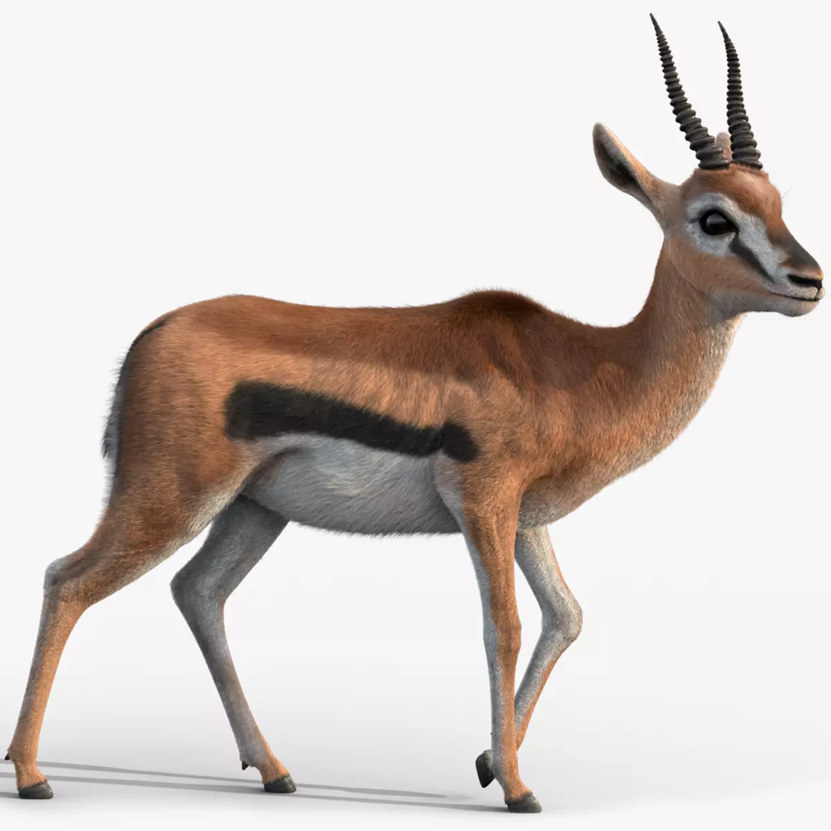 Gazelle 2 FUR 3D model_0