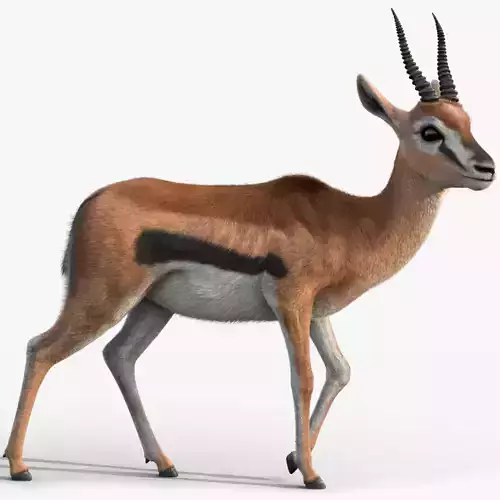 Gazelle 2 FUR
