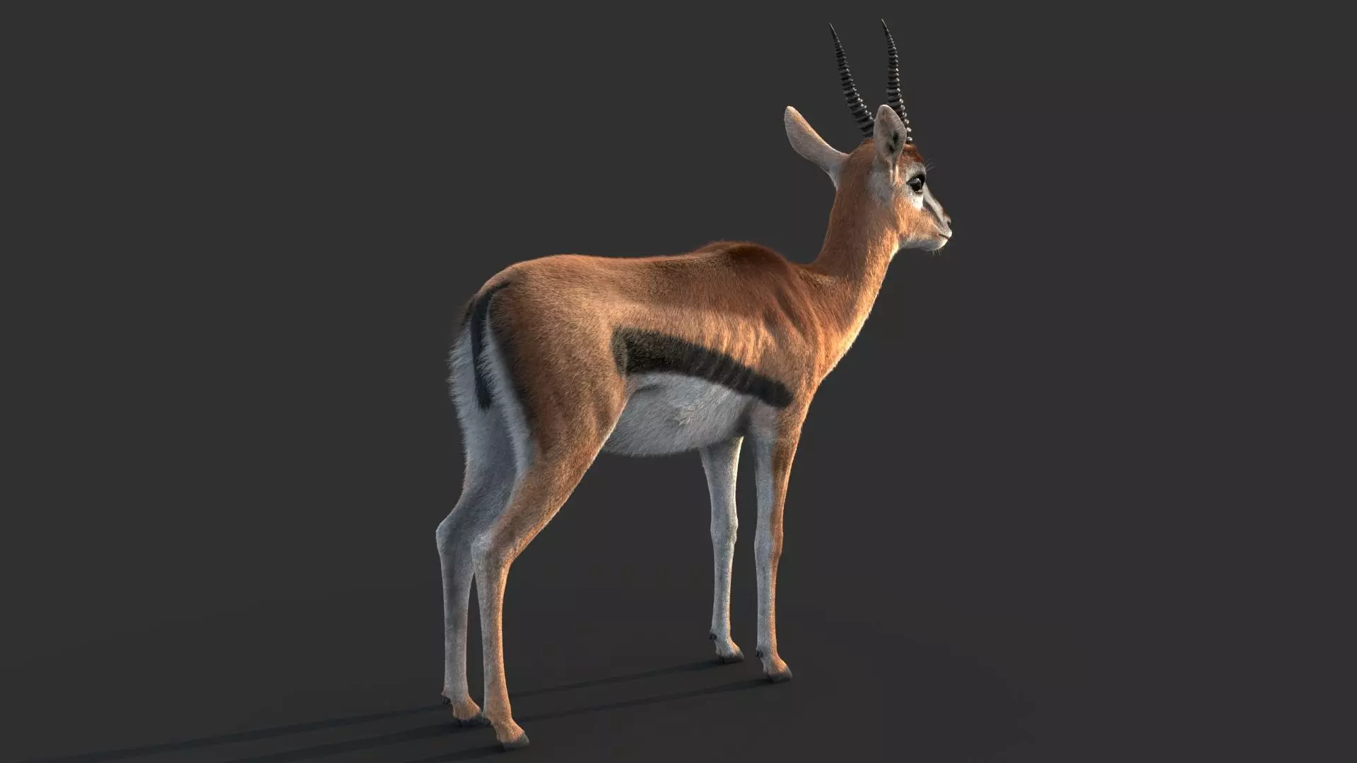 Gazelle 2 FUR 3D model_12