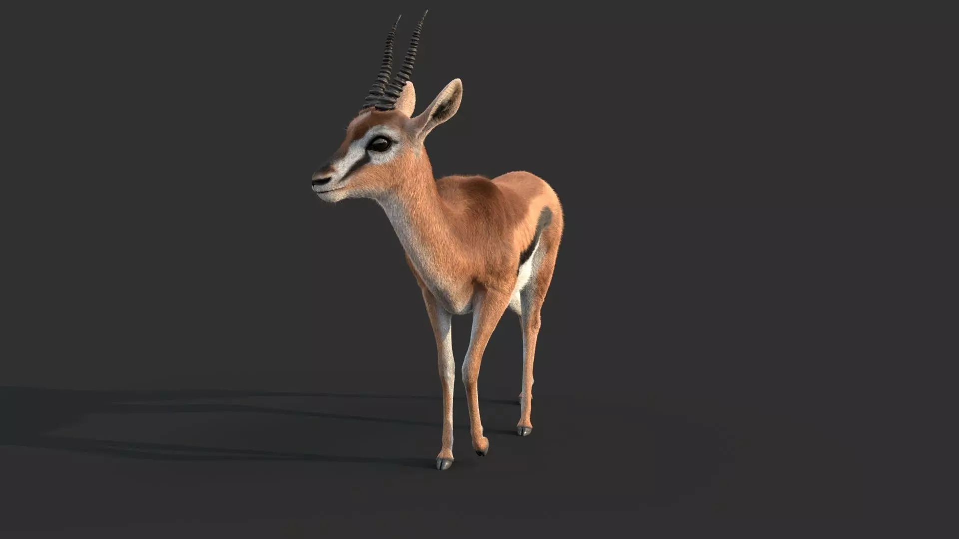 Gazelle 2 FUR 3D model_8