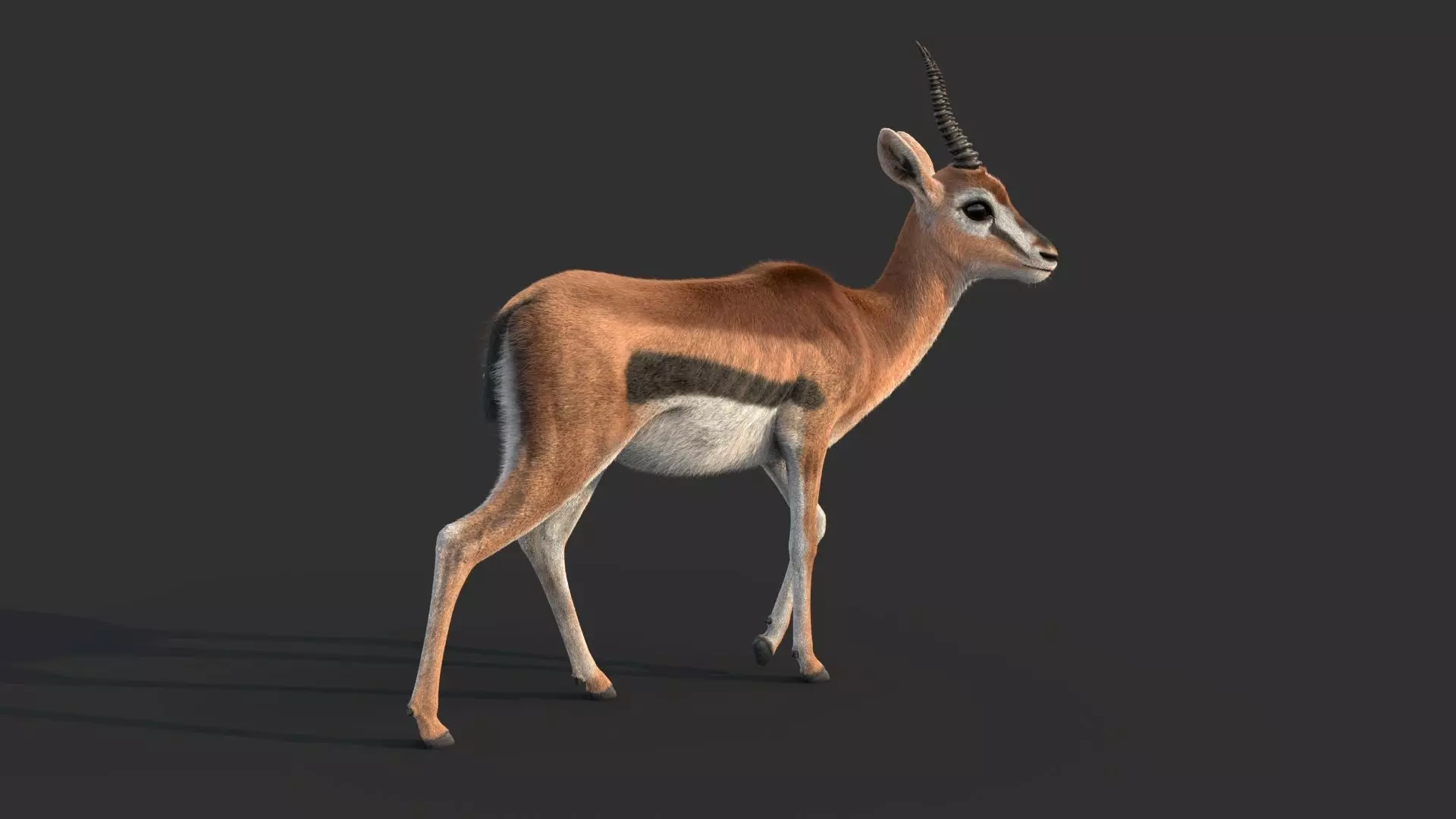 Gazelle 2 FUR 3D model_5