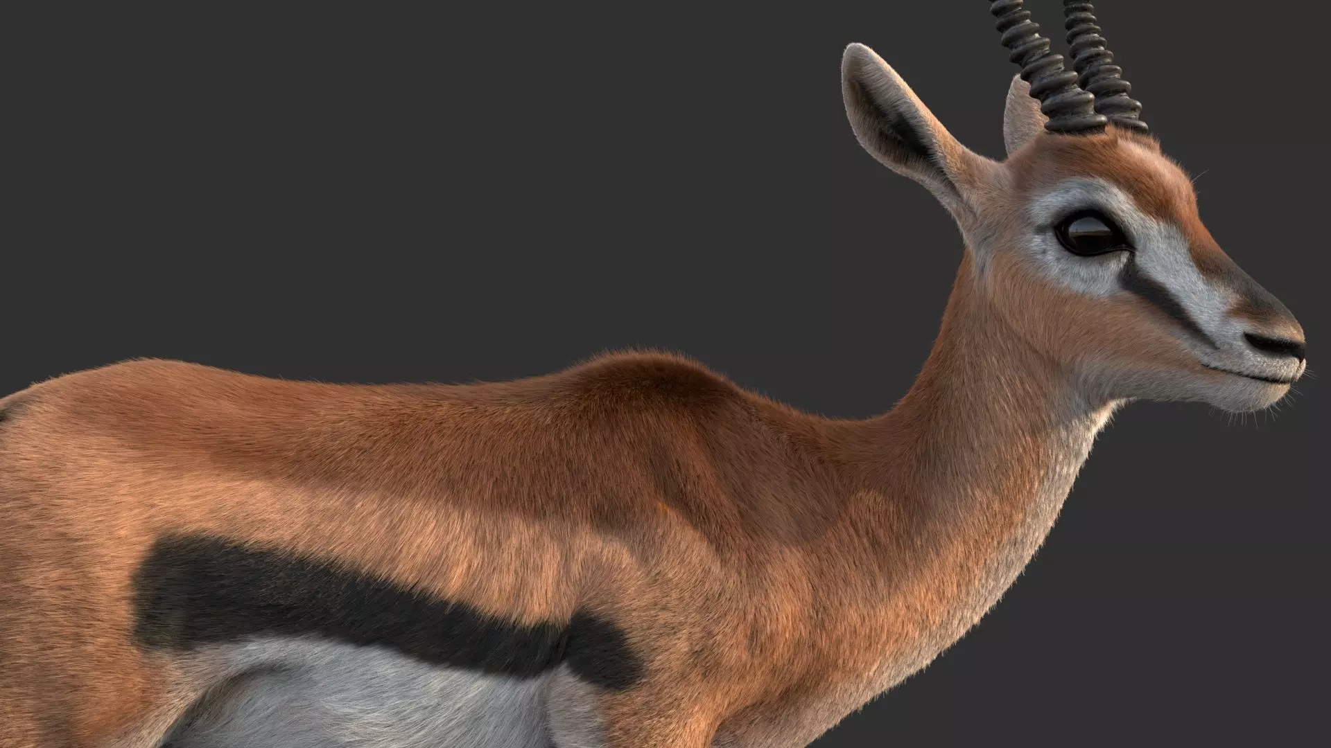 Gazelle 2 FUR 3D model_3